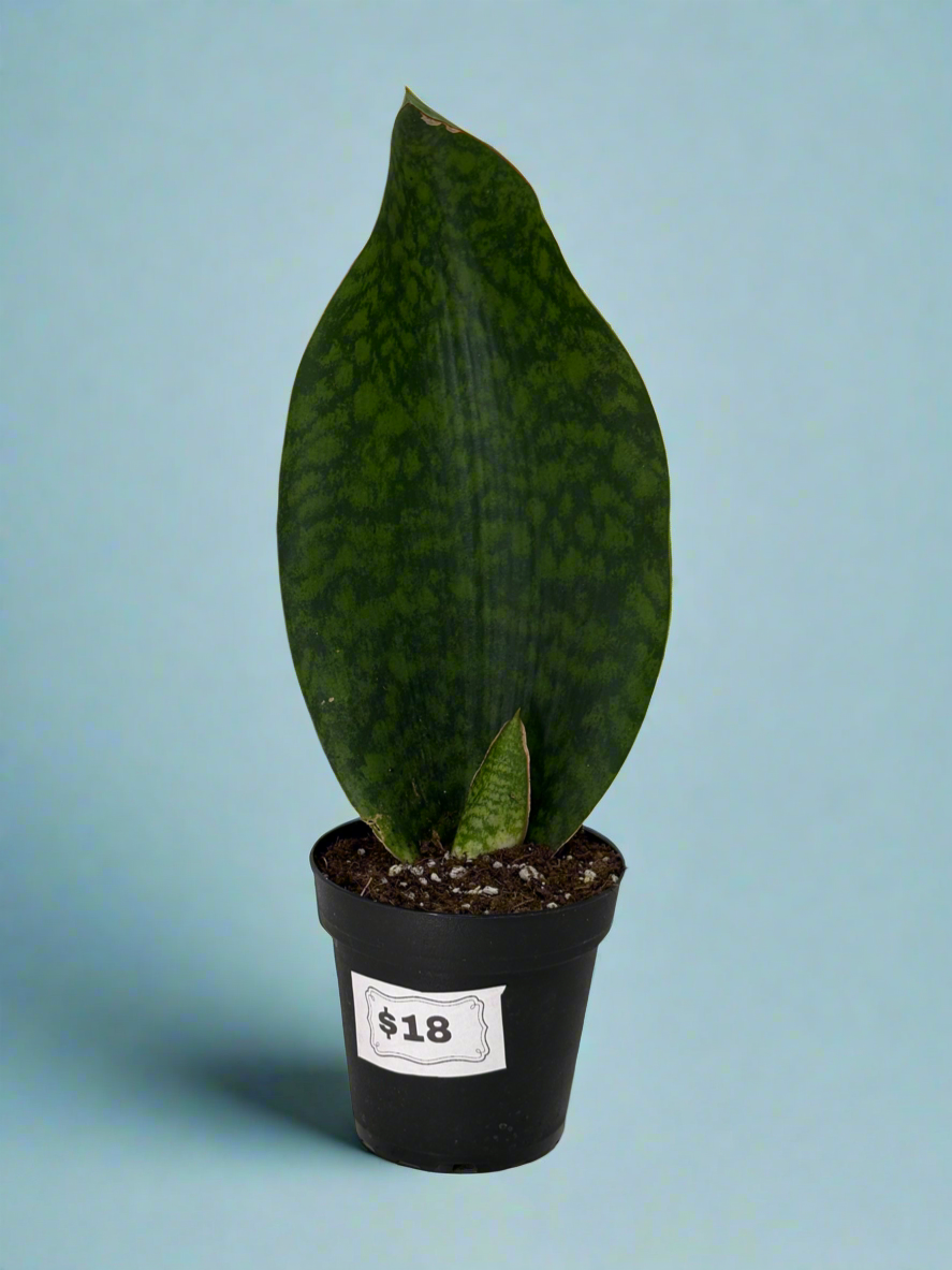 Whale Fin Snake Plant