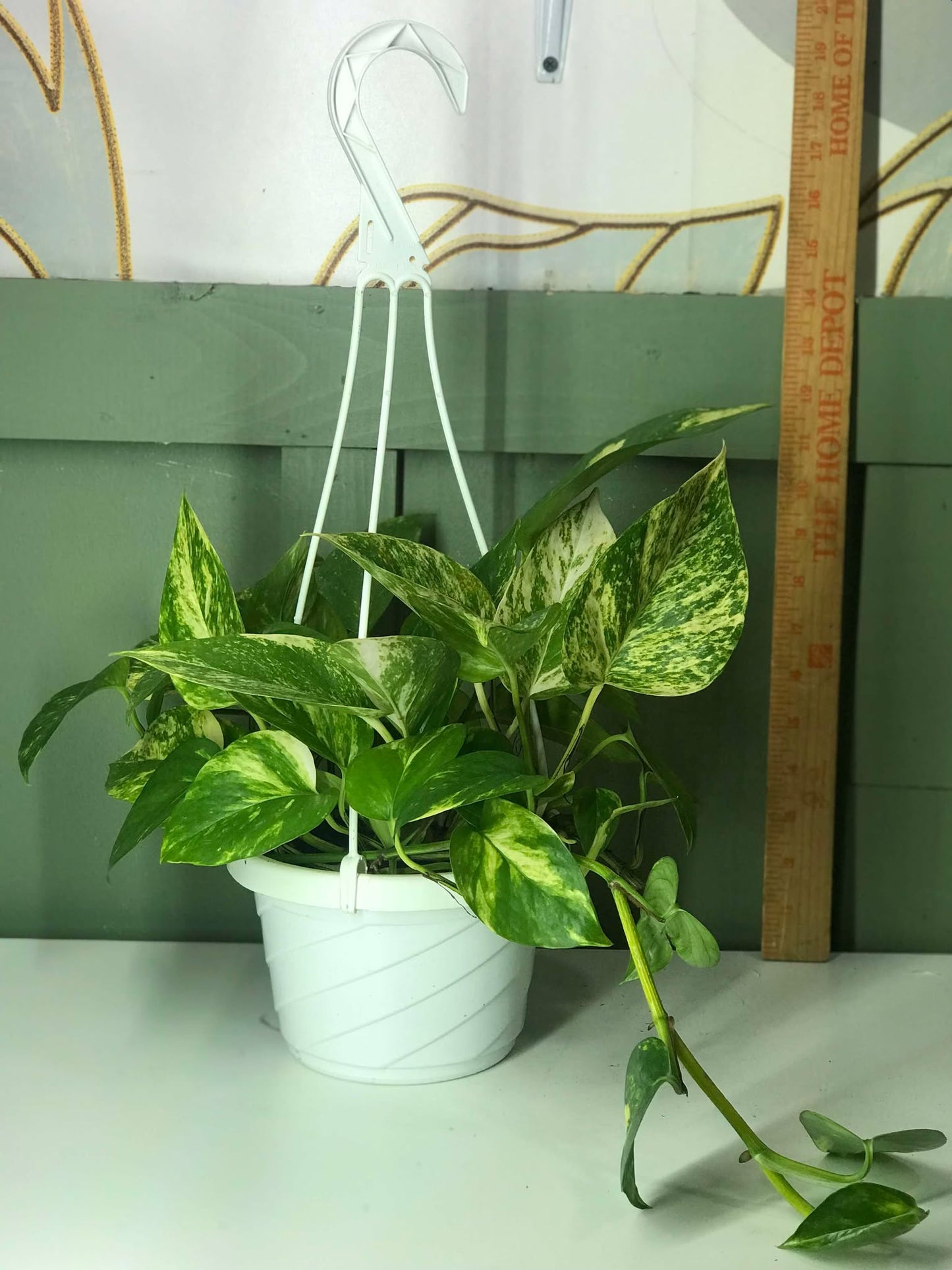 Pothos Epipremnum aureum ‘Golden High Color’