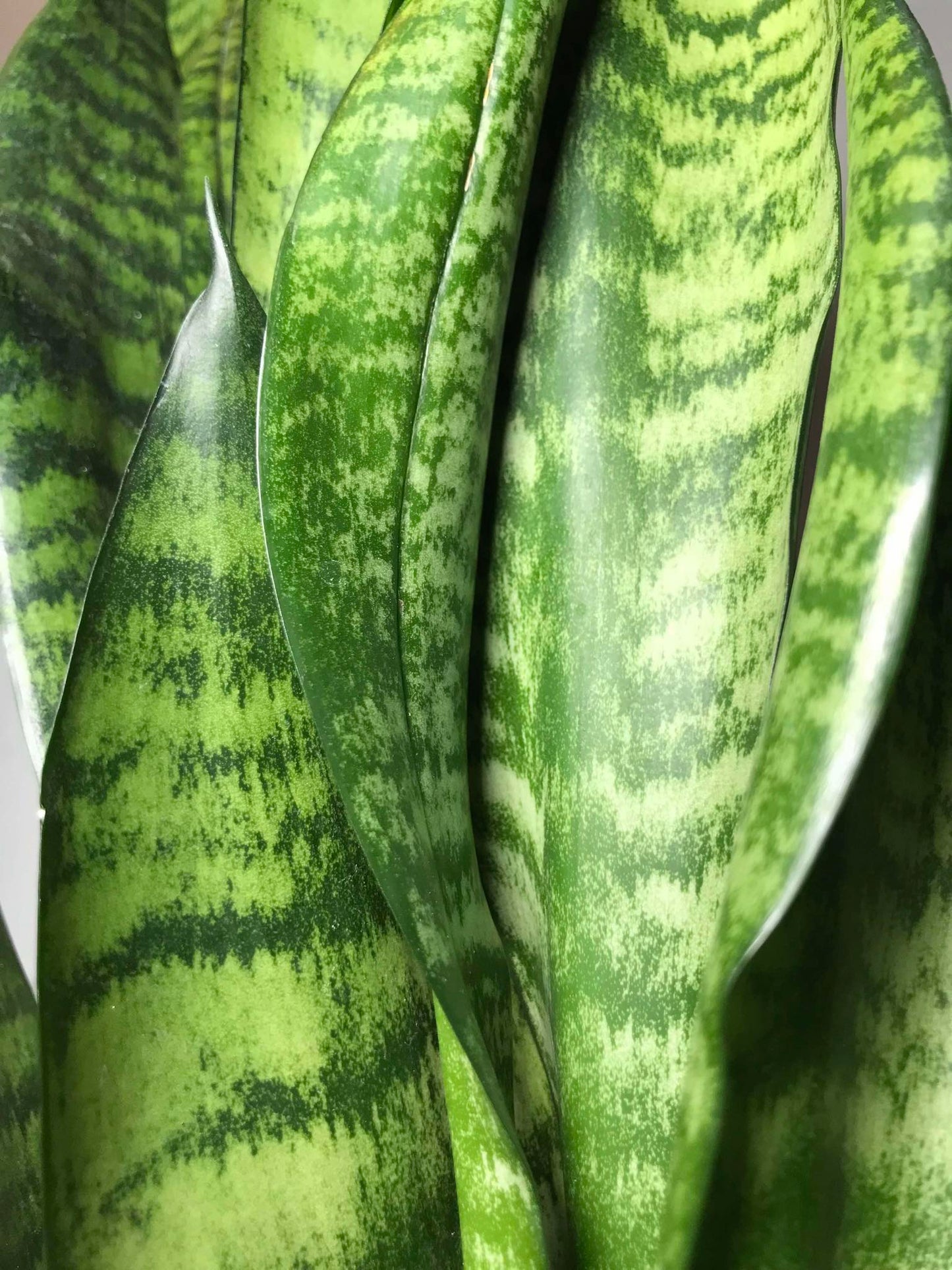 Sansevieria Trifasciata ‘Black Coral' Snake Plant