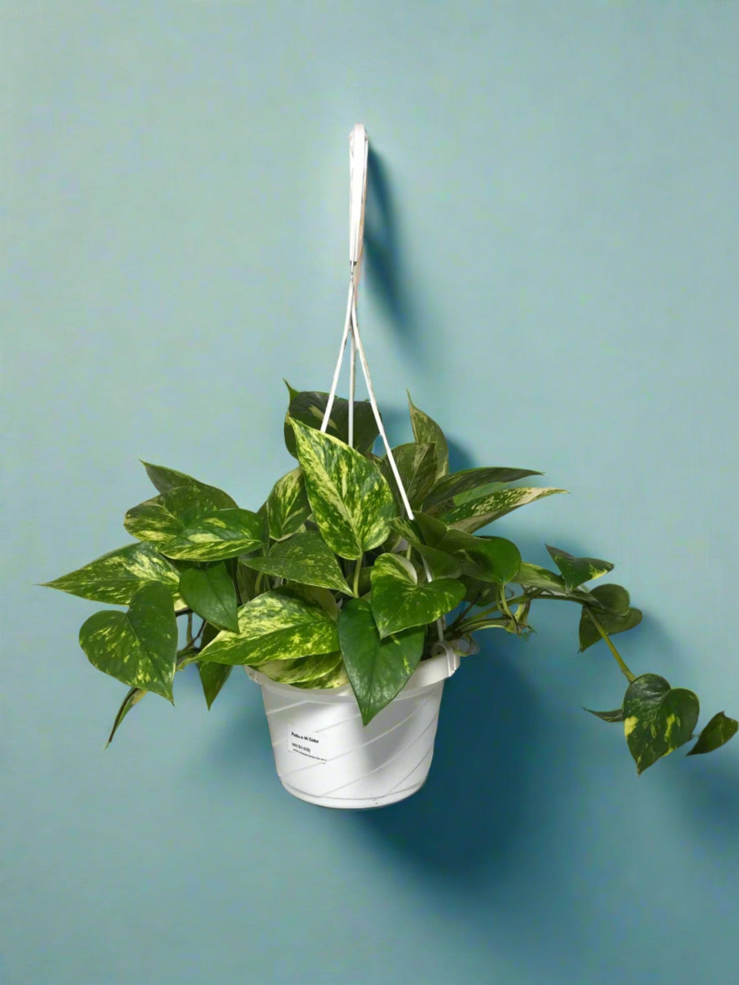 Pothos Epipremnum aureum ‘Golden High Color’