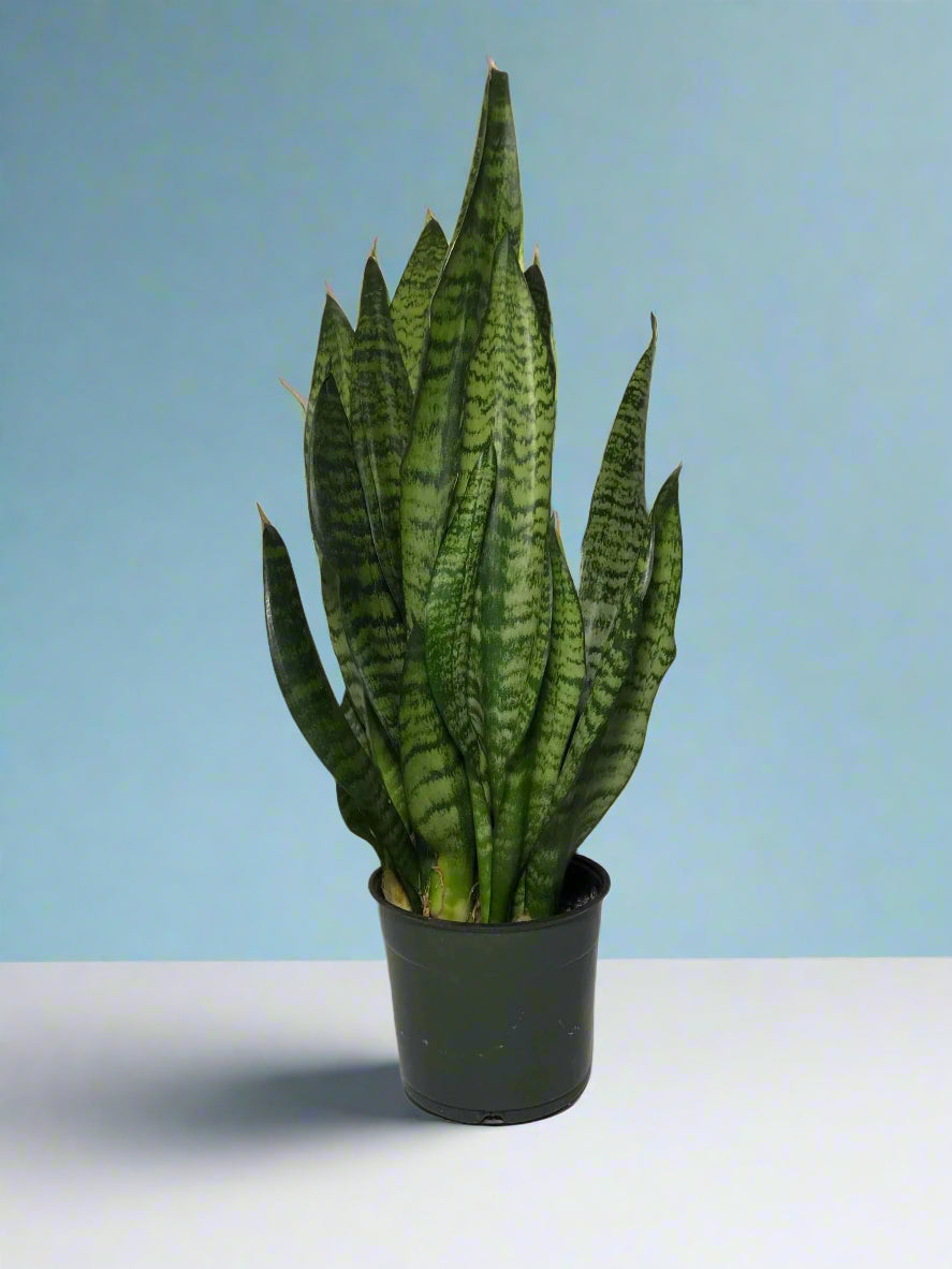 Sansevieria Trifasciata ‘Black Coral' Snake Plant