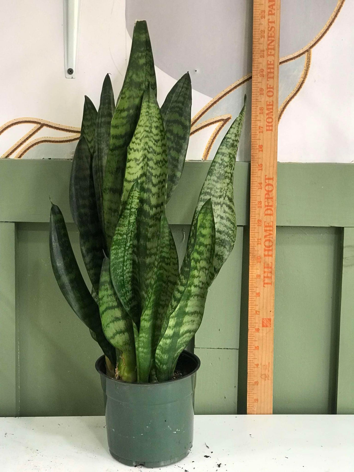 Sansevieria Trifasciata ‘Black Coral' Snake Plant