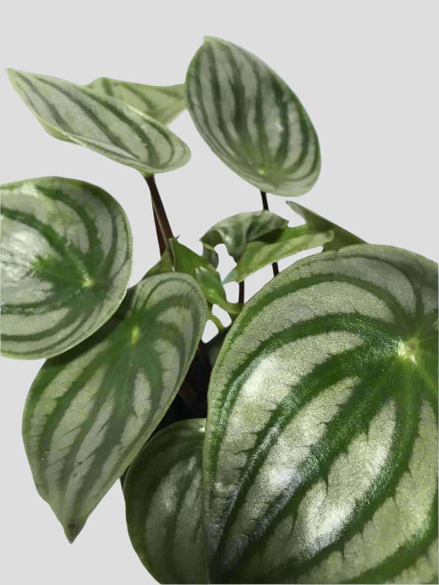 Peperomia 'Watermelon' argyreia 3.5"