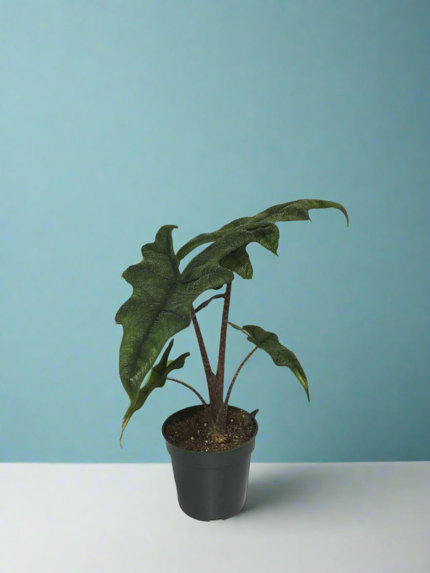 Alocasia 'Jacklyn' Tandurusa 4"