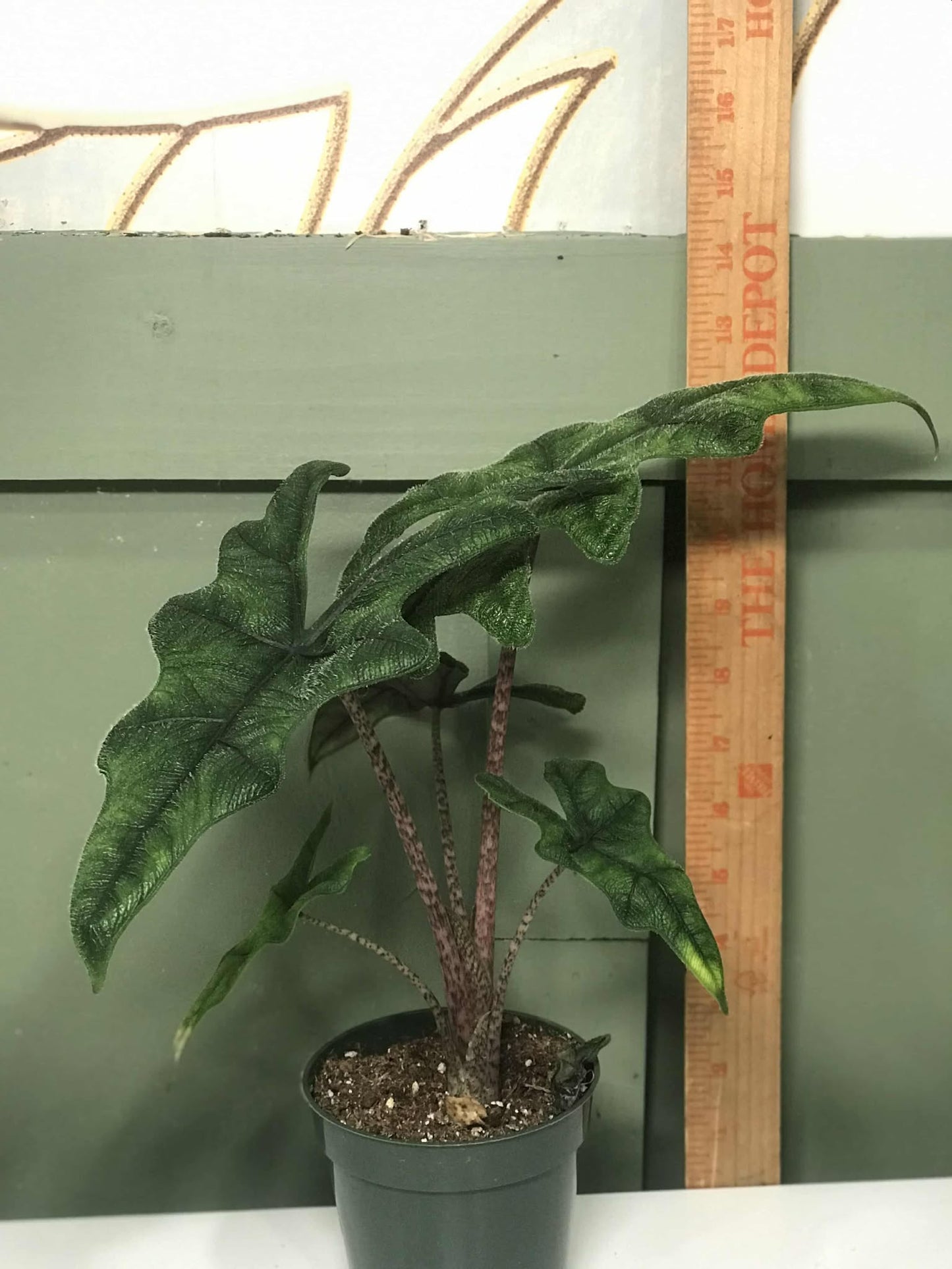 Alocasia 'Jacklyn' Tandurusa 4"