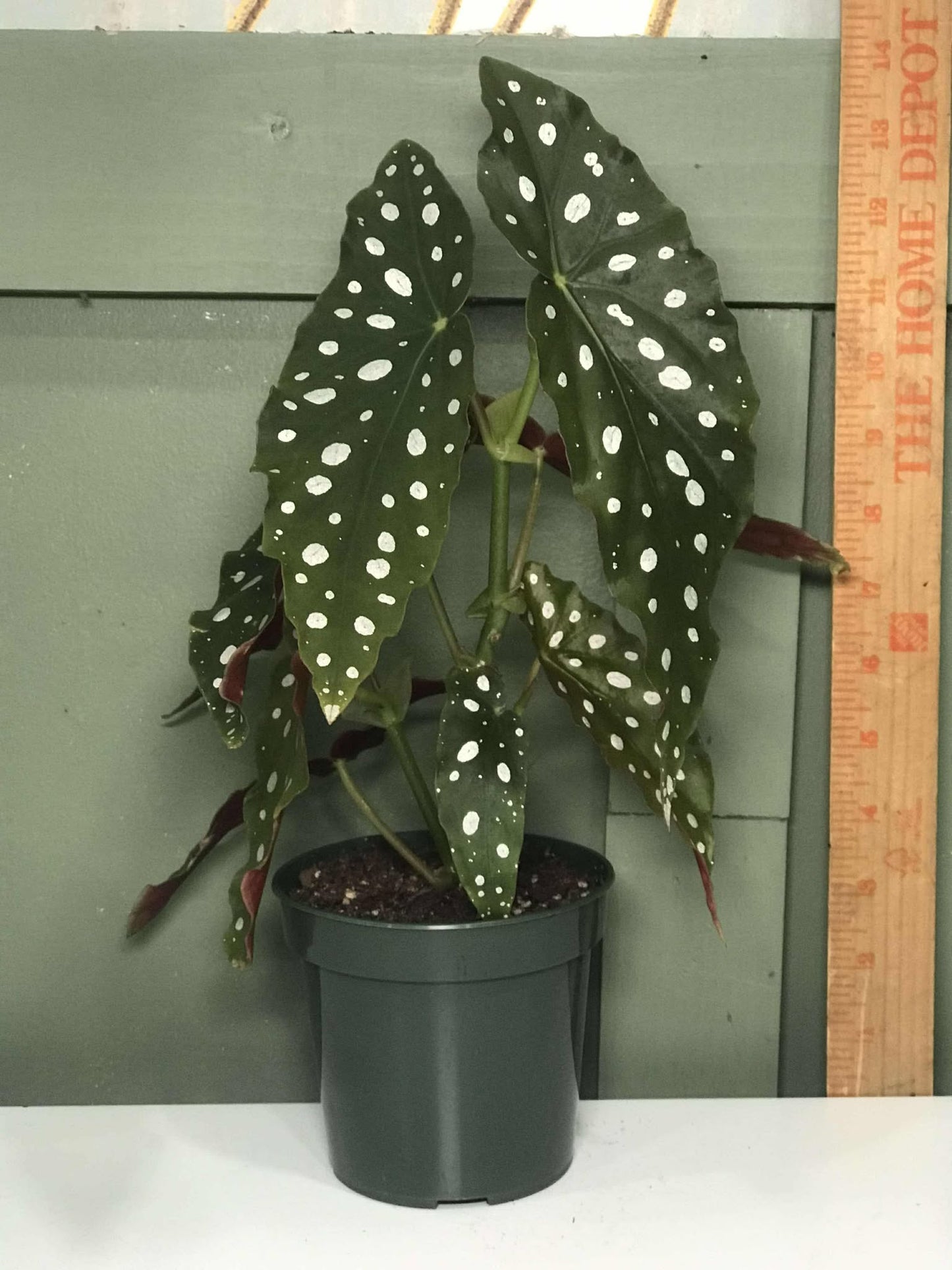 Begonia 'Polka Dot' Maculata