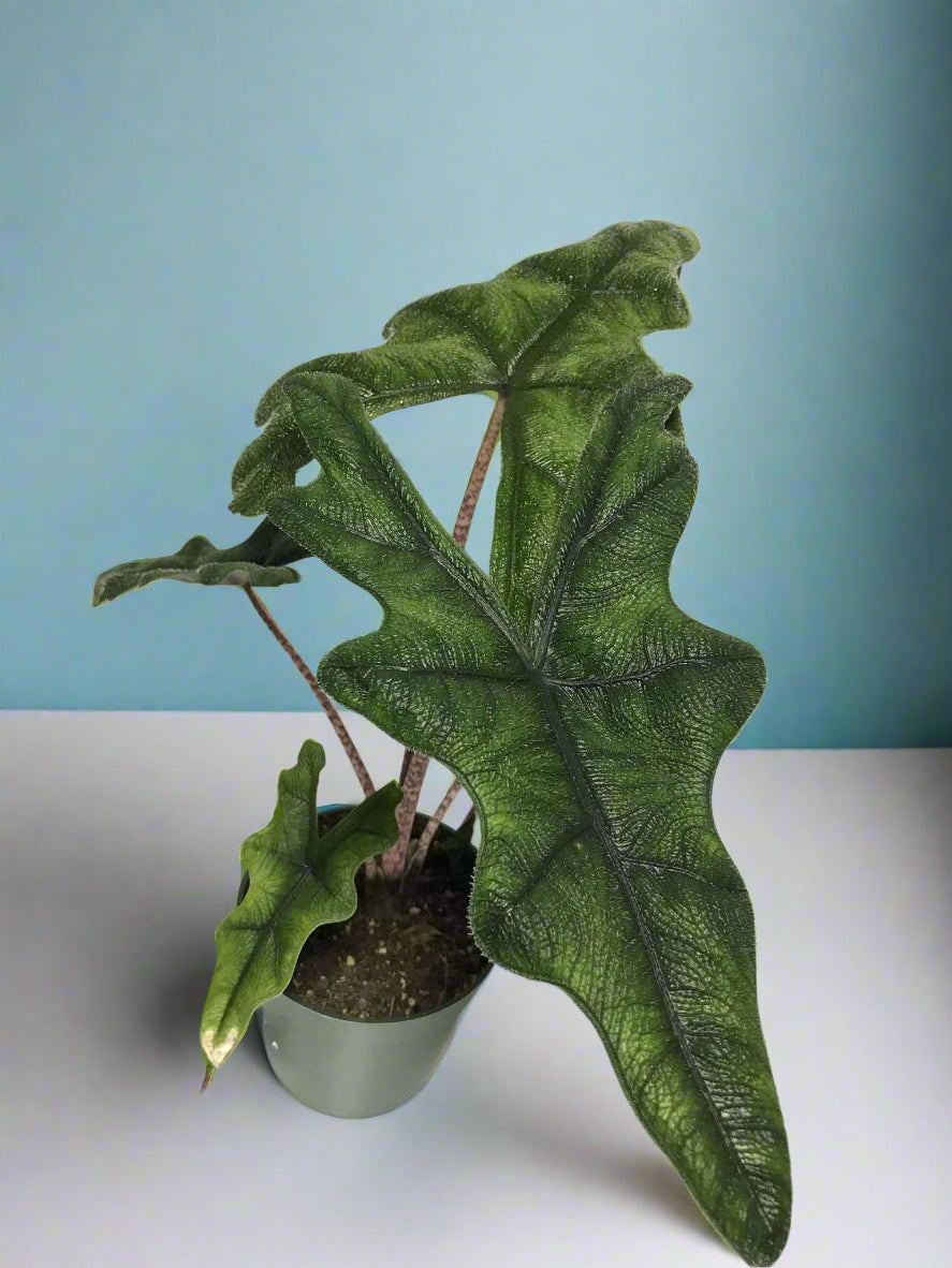 Alocasia 'Jacklyn' Tandurusa 4"