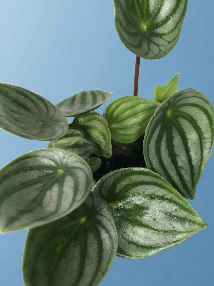 Peperomia 'Watermelon' argyreia 3.5"