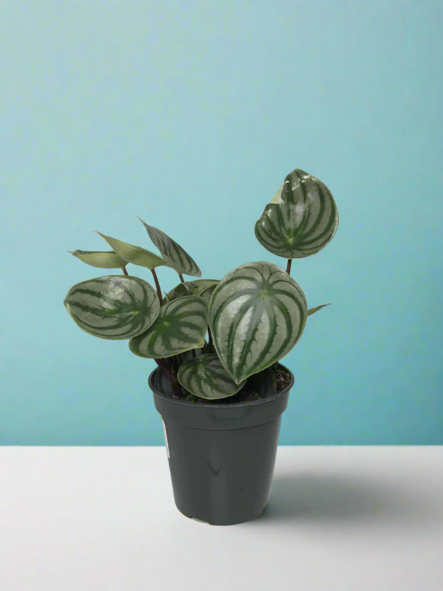 Peperomia 'Watermelon' argyreia 3.5"
