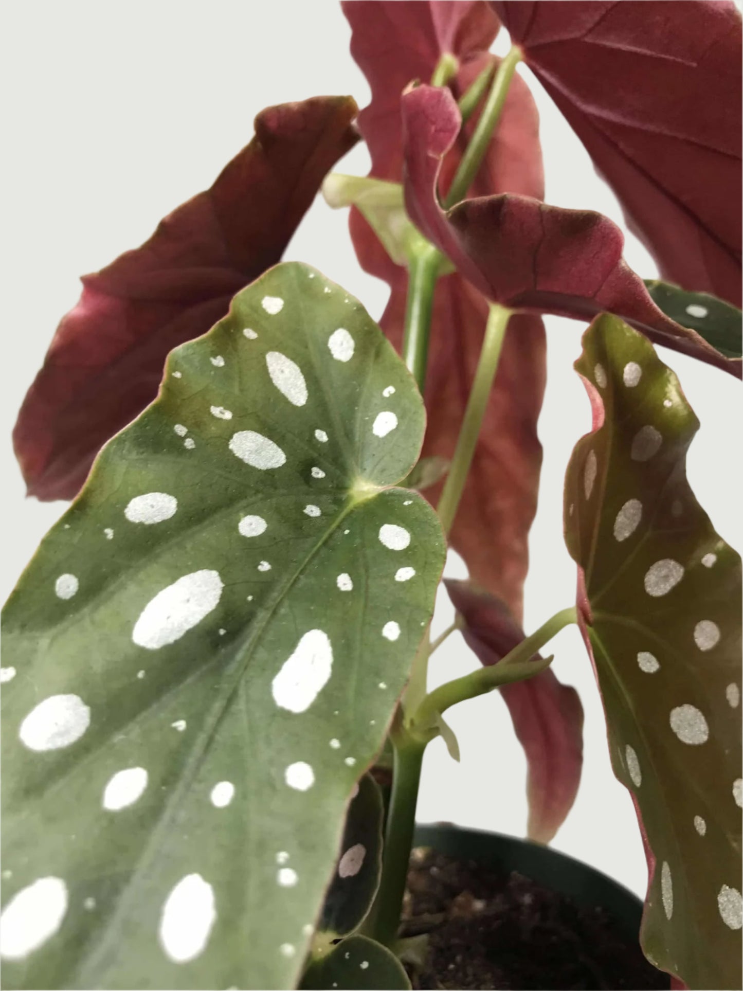Begonia 'Polka Dot' Maculata
