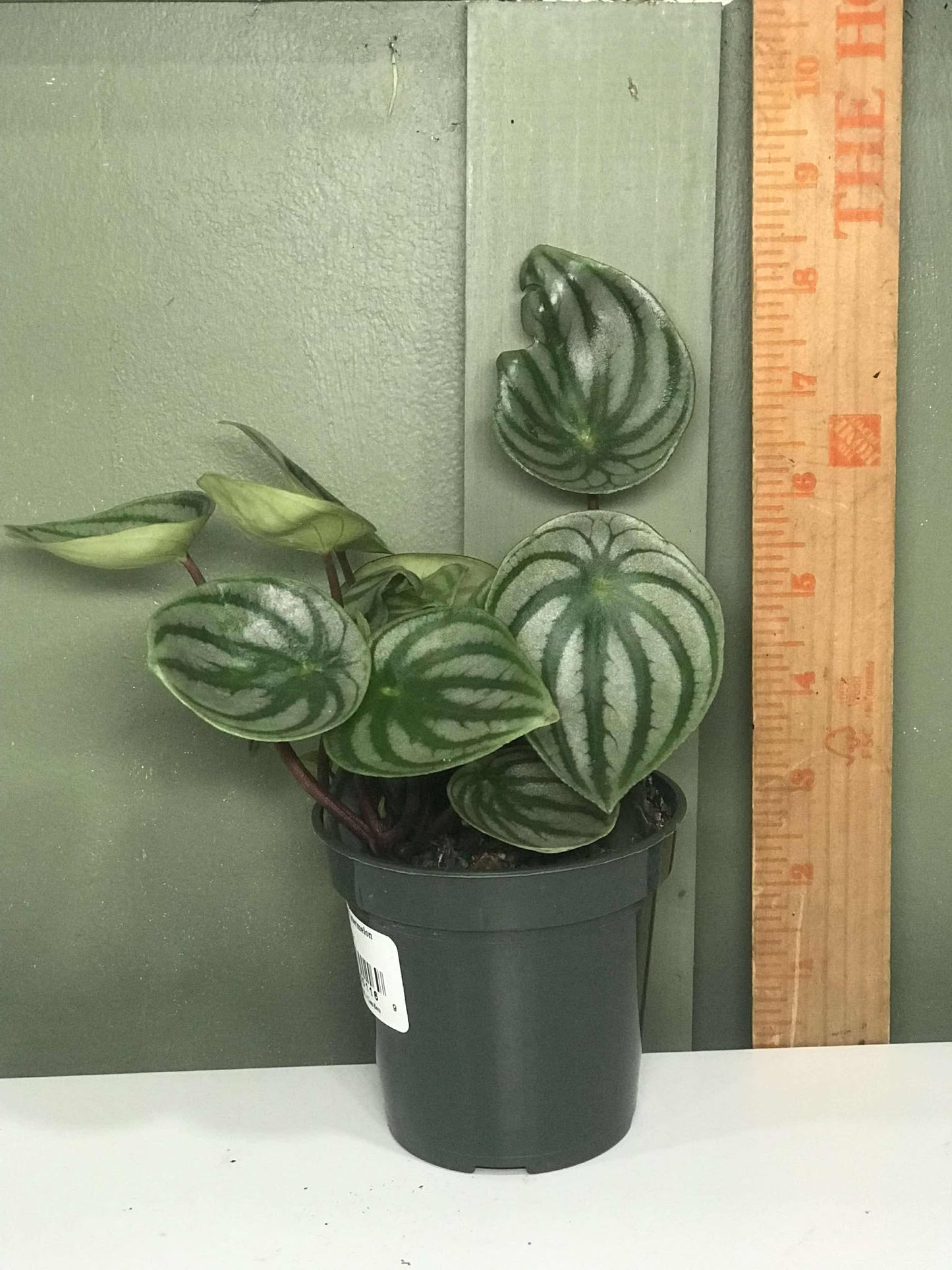 Peperomia 'Watermelon' argyreia 3.5"