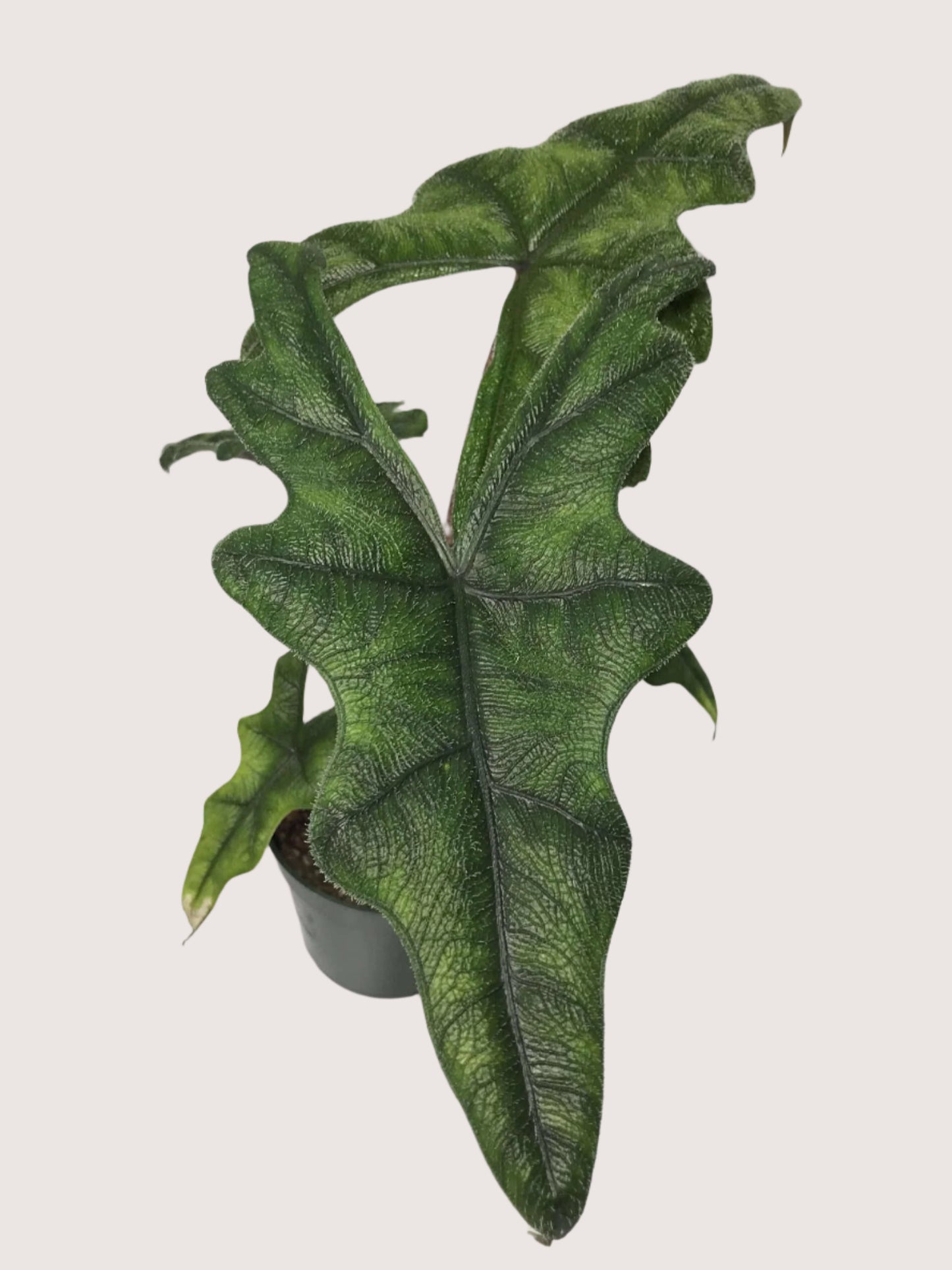 Alocasia 'Jacklyn' Tandurusa 4"