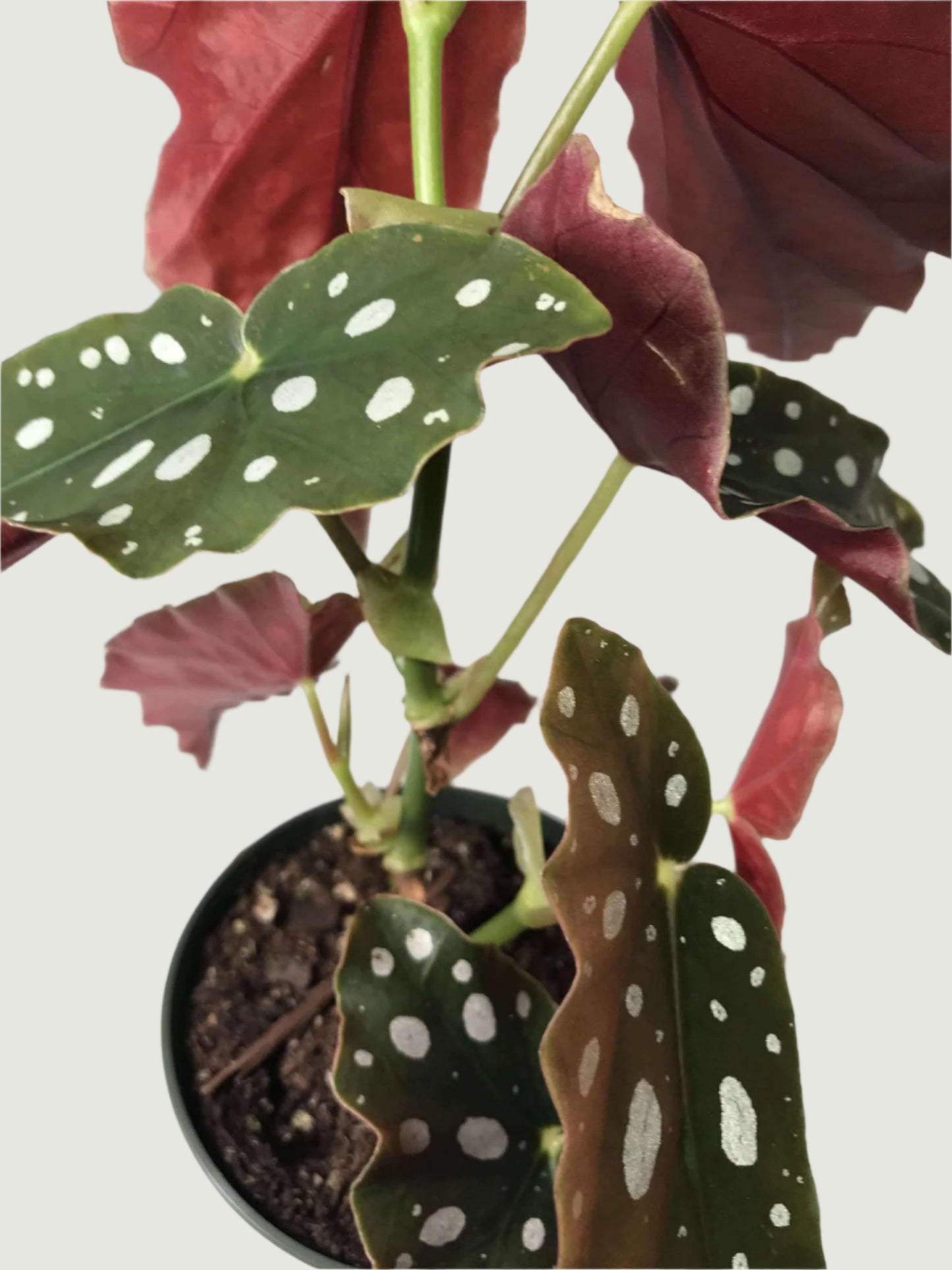 Begonia 'Polka Dot' Maculata