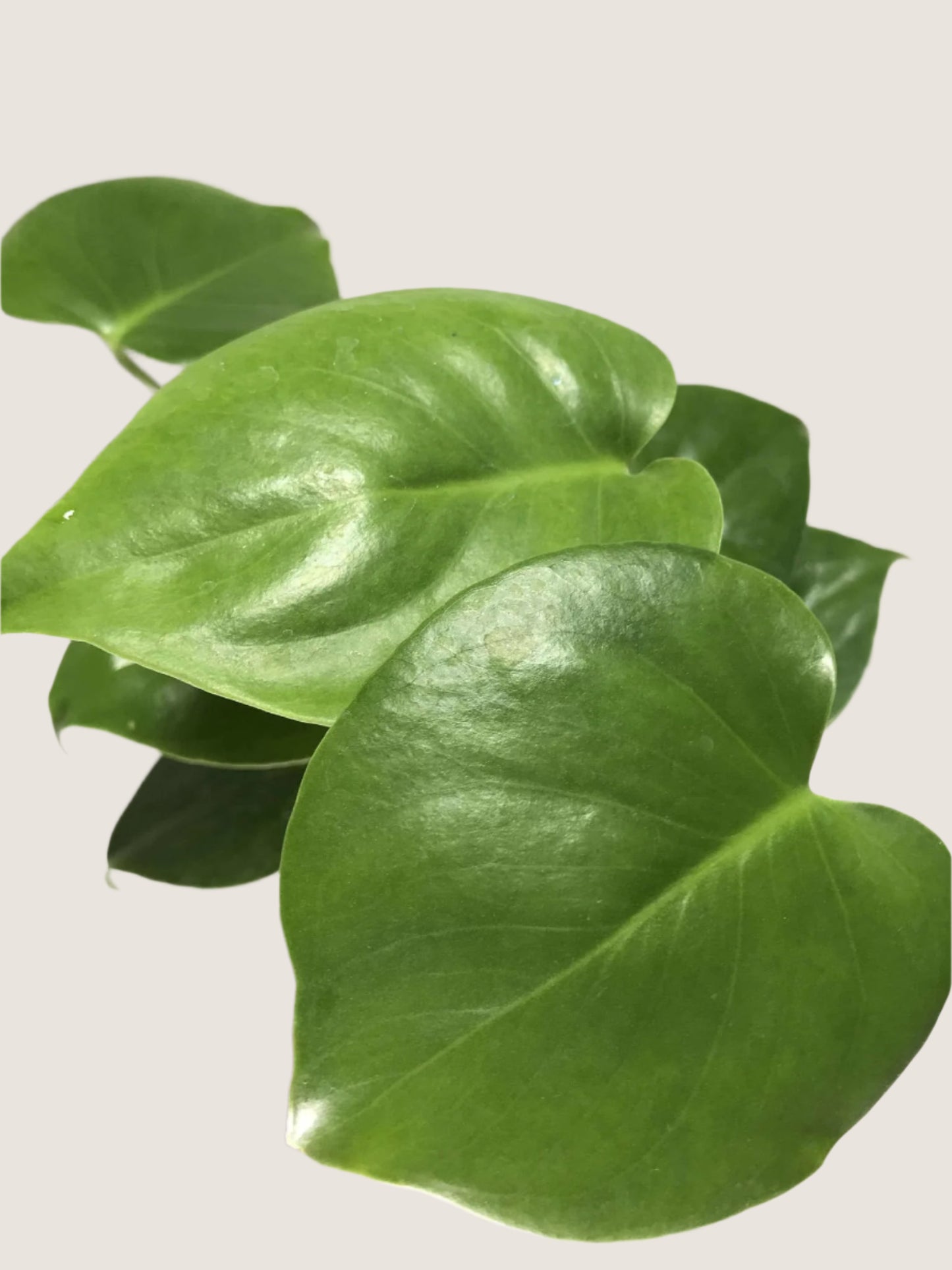 Monstera Deliciosa 4"