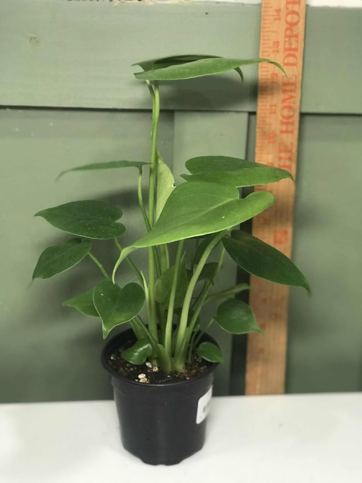 Monstera Deliciosa 4"