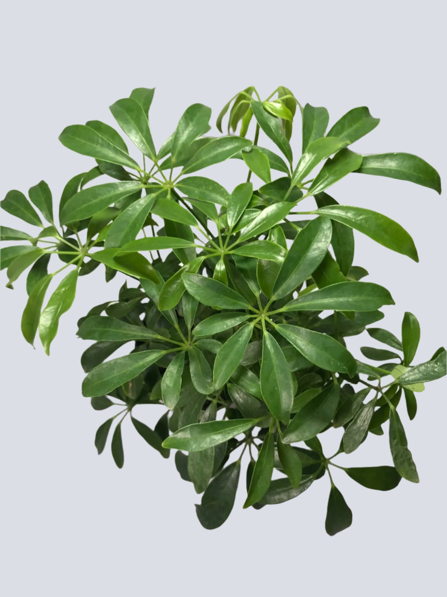 'Dwarf Umbrella Tree' Heptapleurum arboricola