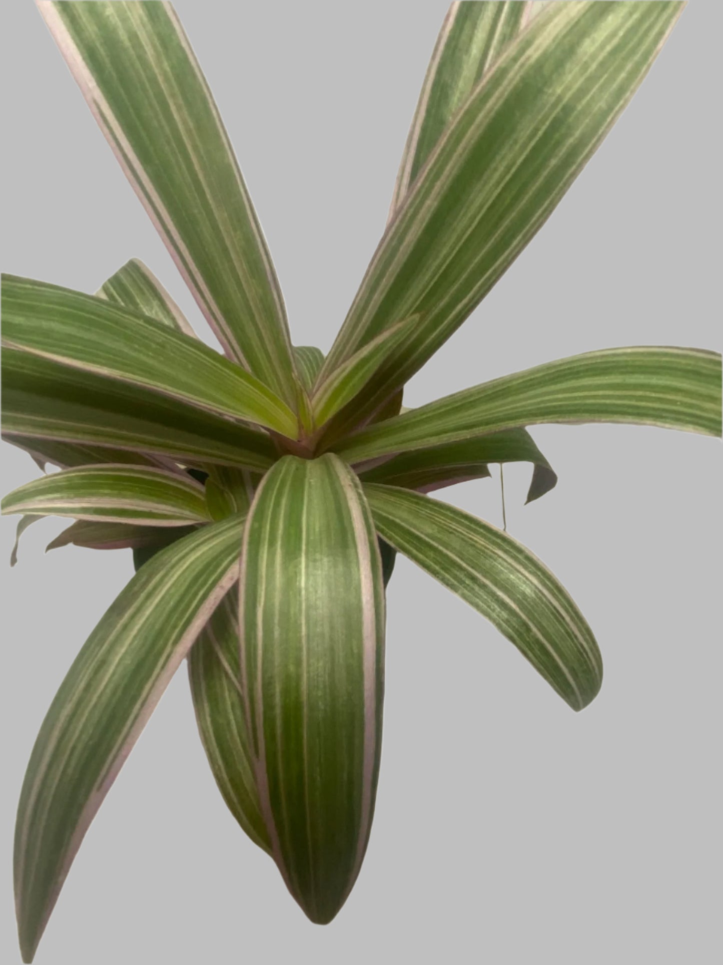 'Rhoeo Rainbow' Tradescantia spathacea