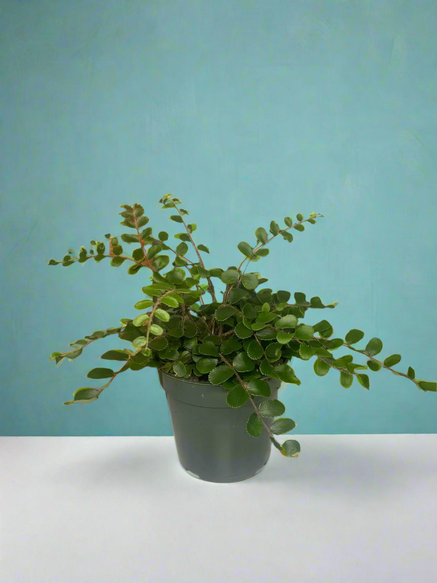 'Button Fern' Pellaea rotundifolia