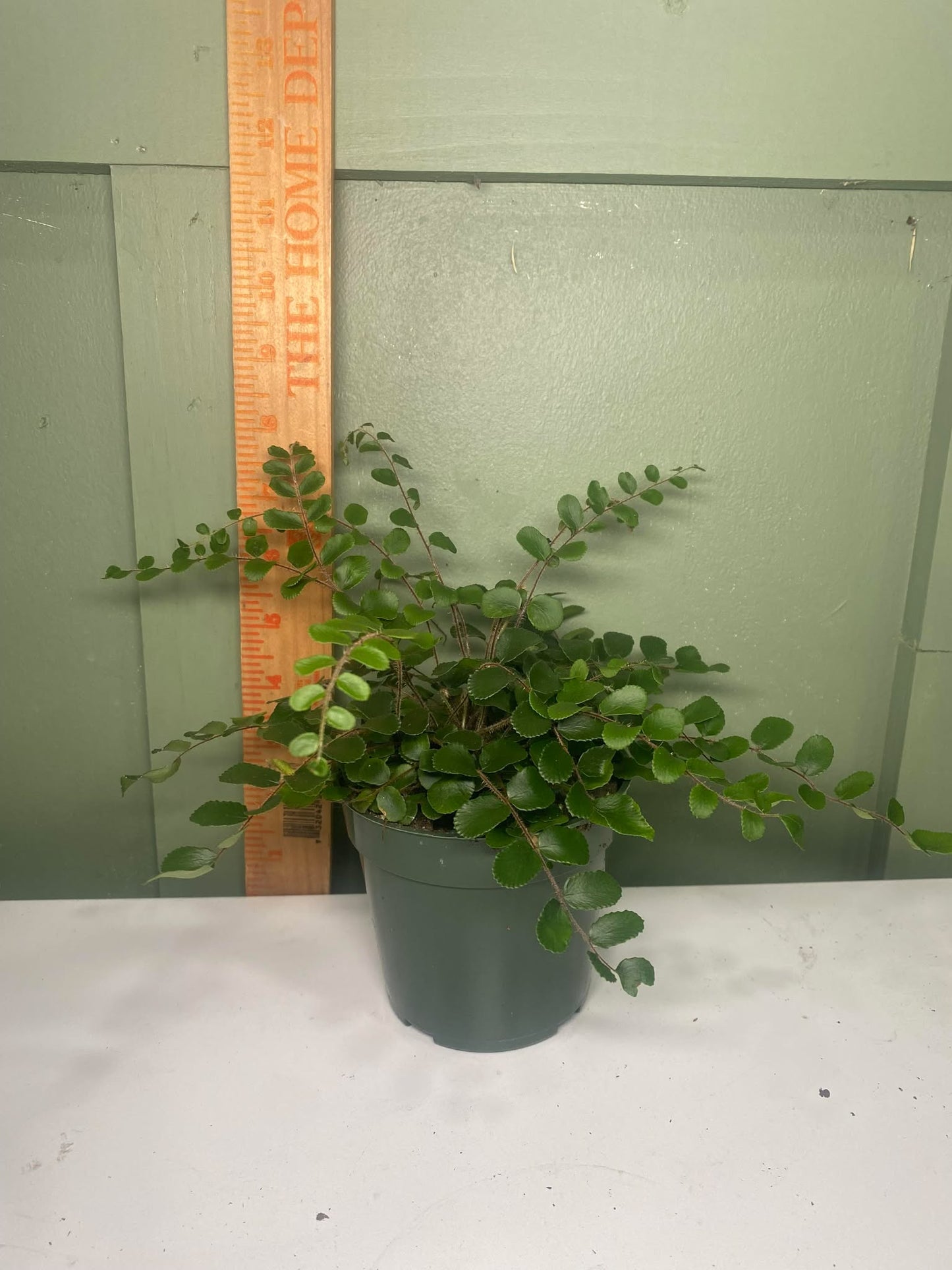 'Button Fern' Pellaea rotundifolia