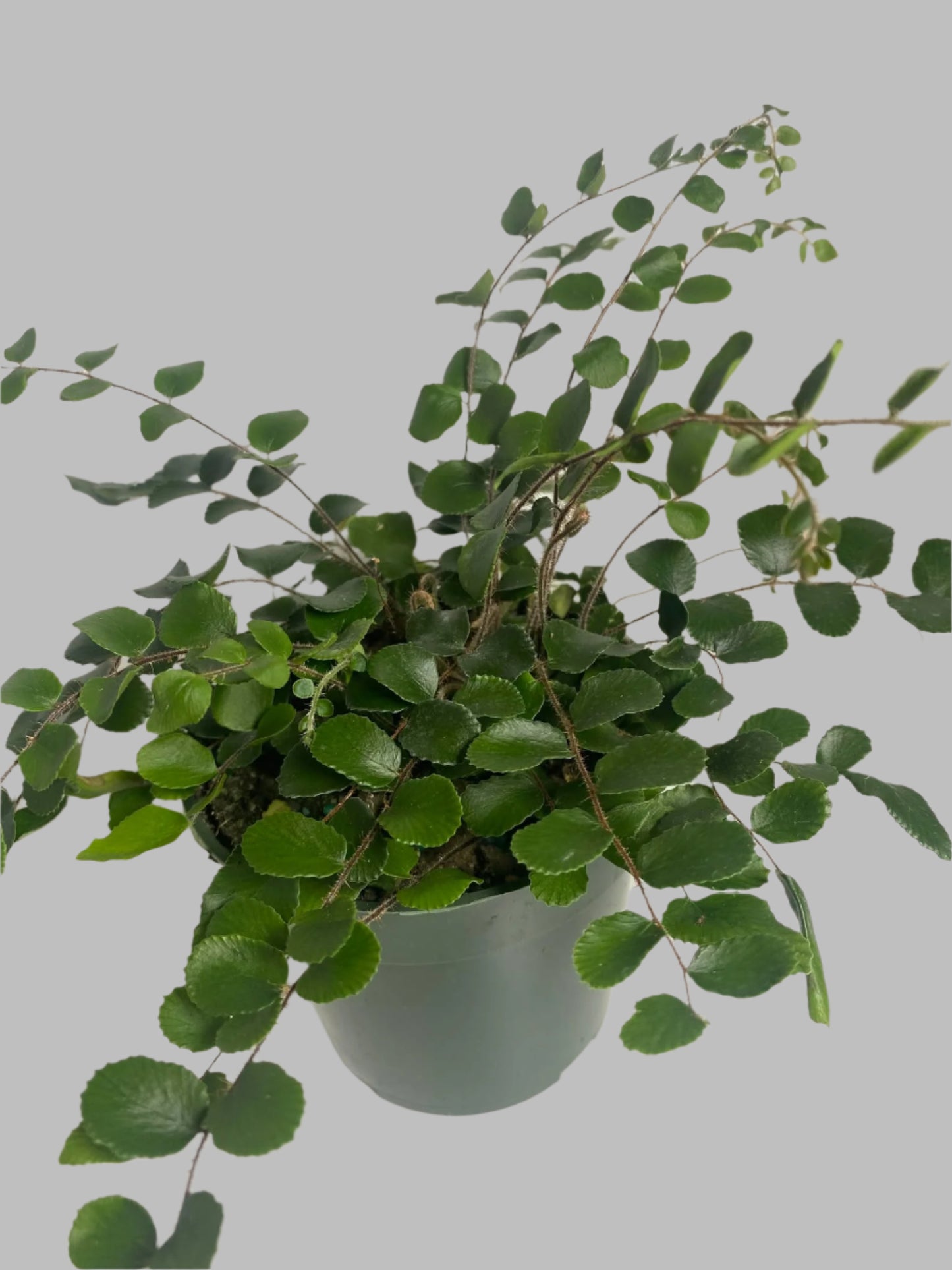'Button Fern' Pellaea rotundifolia