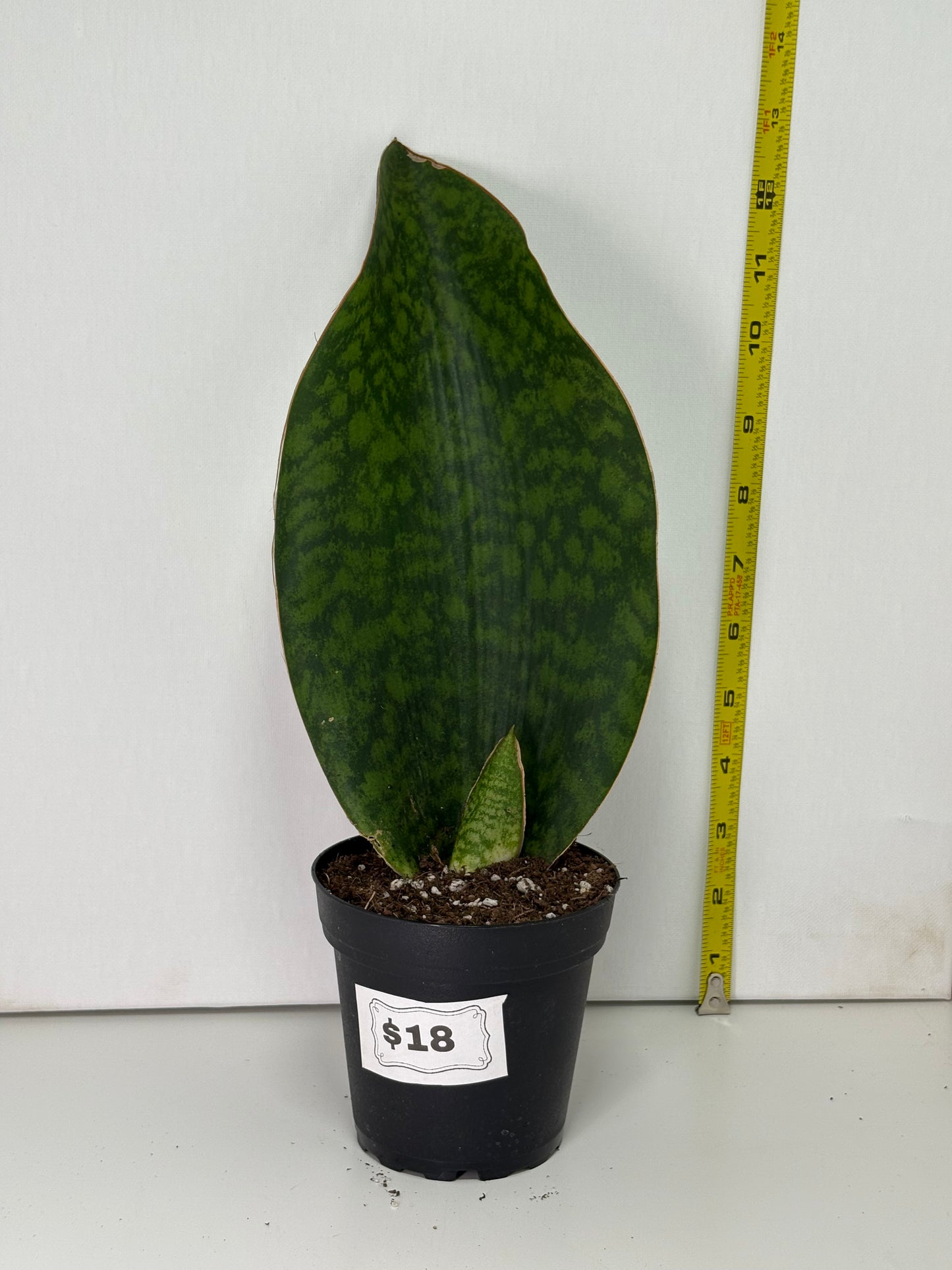 Whale Fin Snake Plant