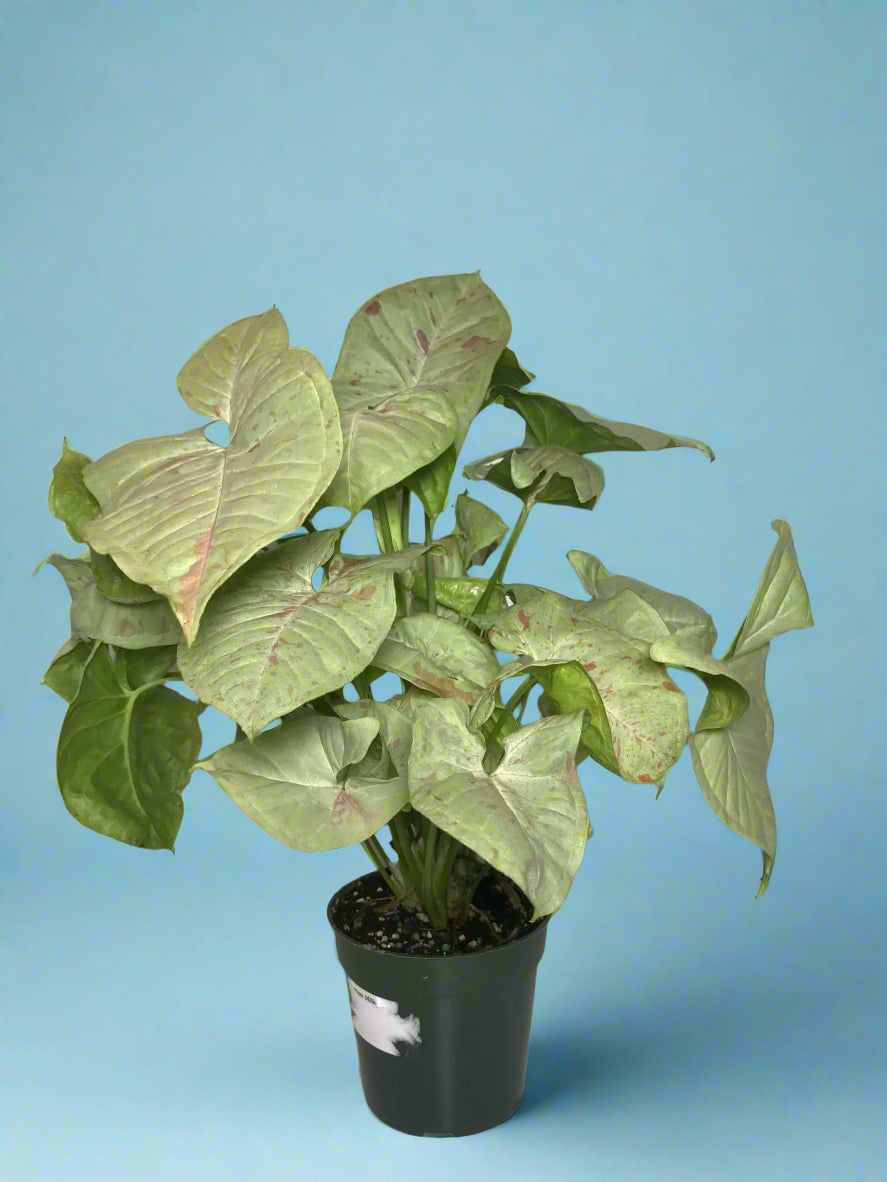 Syngonium podophyllum 'Milk Confetti'