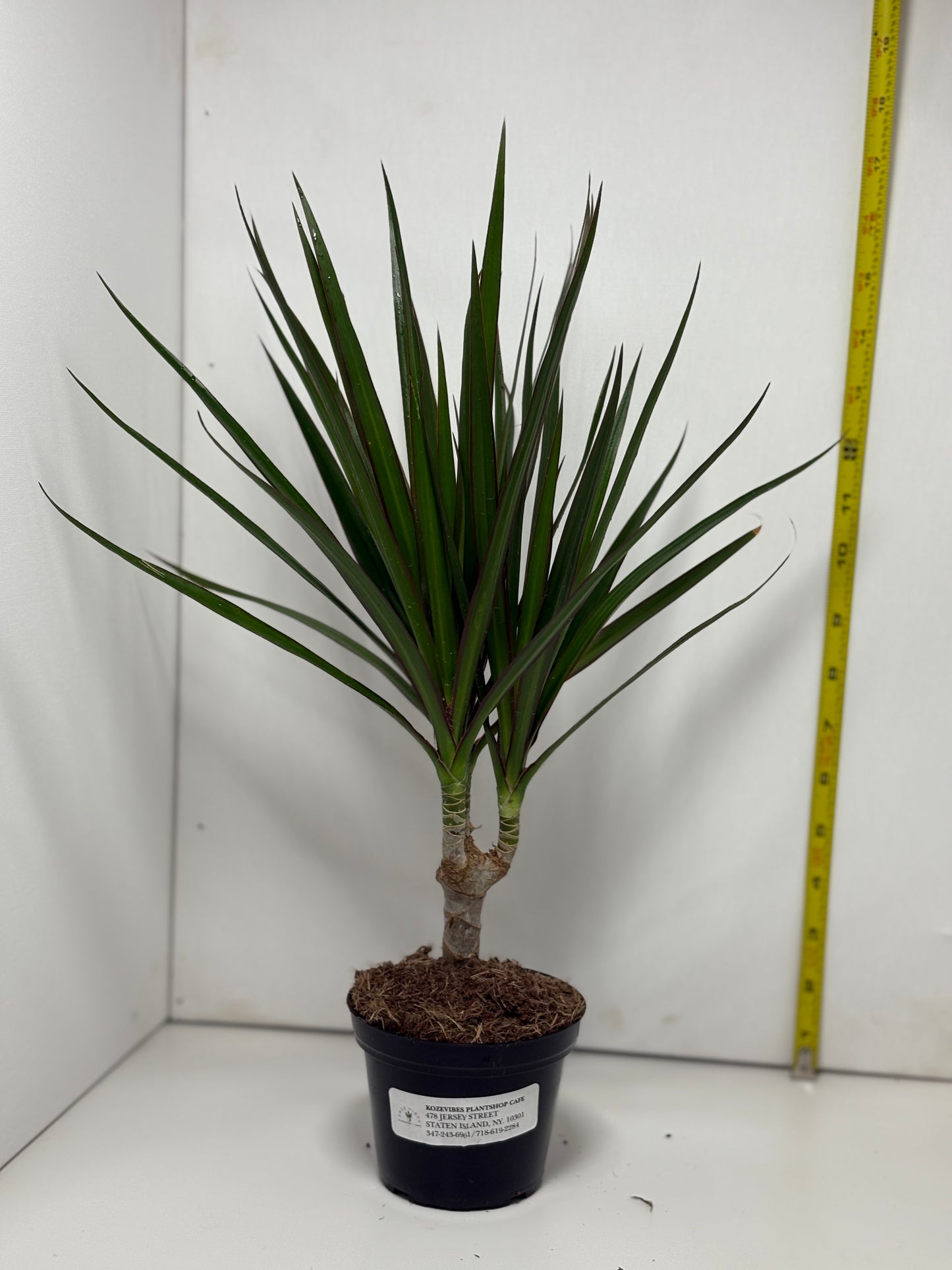 DRACAENA MARGINATA