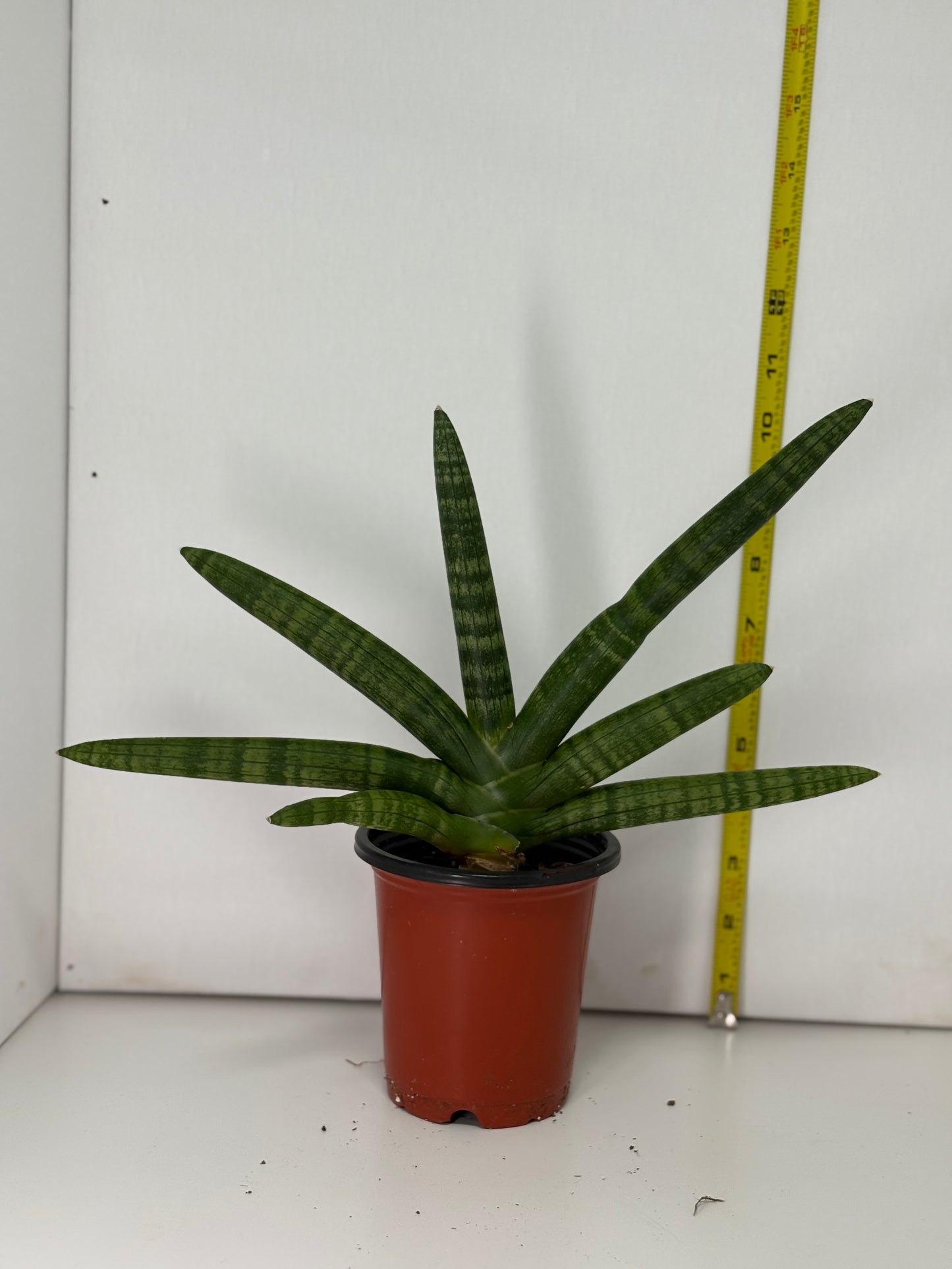 Starfish Snake Plant