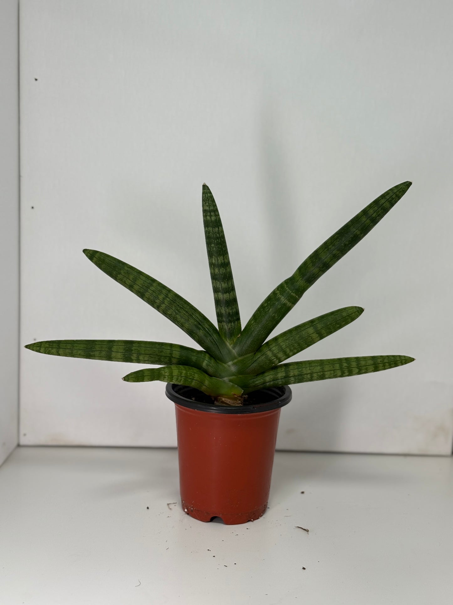 Starfish Snake Plant