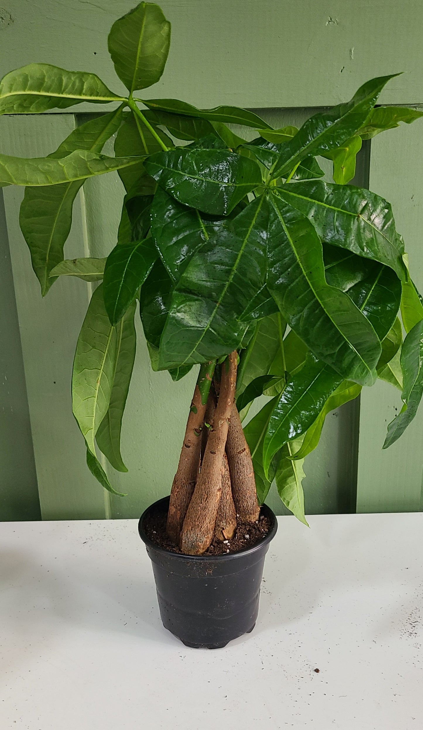 Money Tree