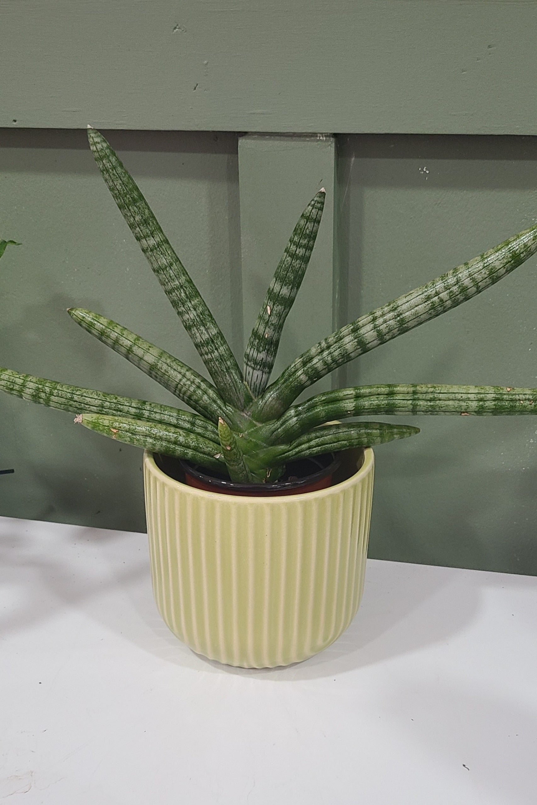 starfish snake plants Starfish Snake Plant – Koze Vibes Plant Shop and Cafe
