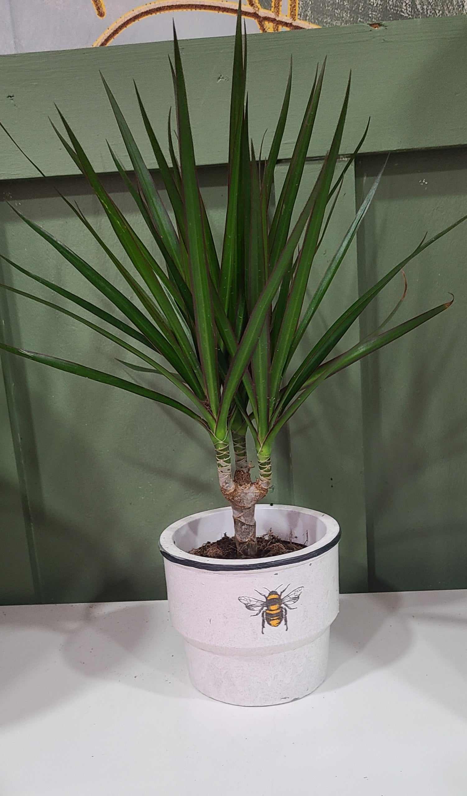 dracaena marginata the sill DRACAENA MARGINATA – Koze Vibes Plant Shop and Cafe