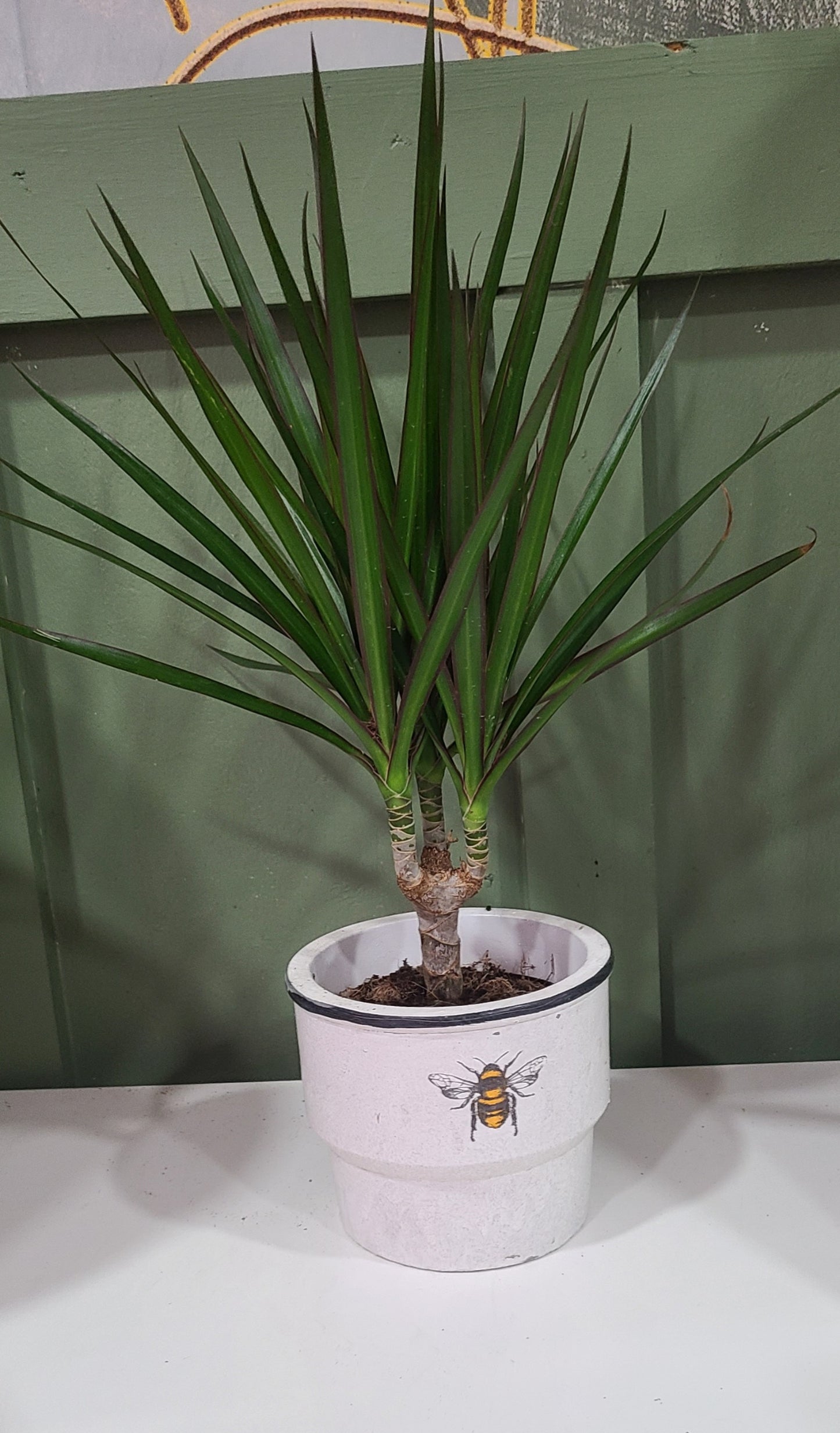 DRACAENA MARGINATA
