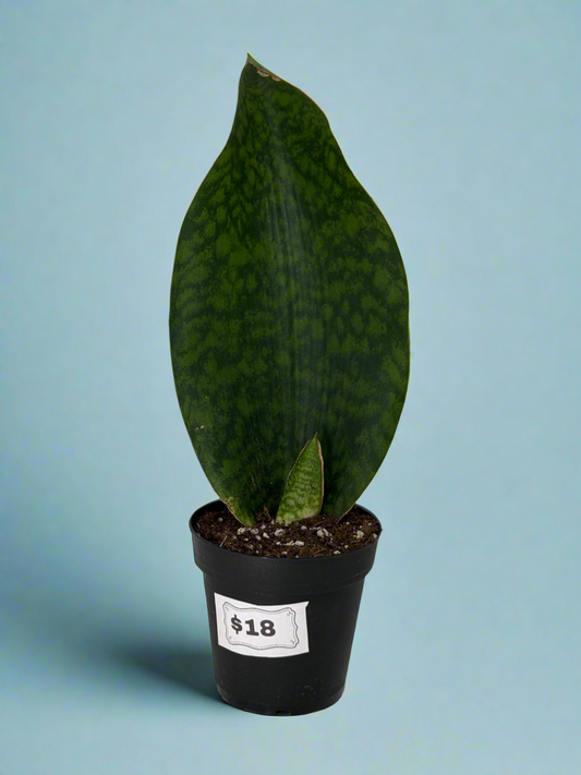 Whale Fin Snake Plant