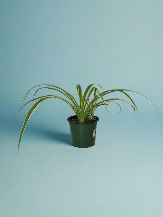 'Spider Plant' Chlorophytum comosum