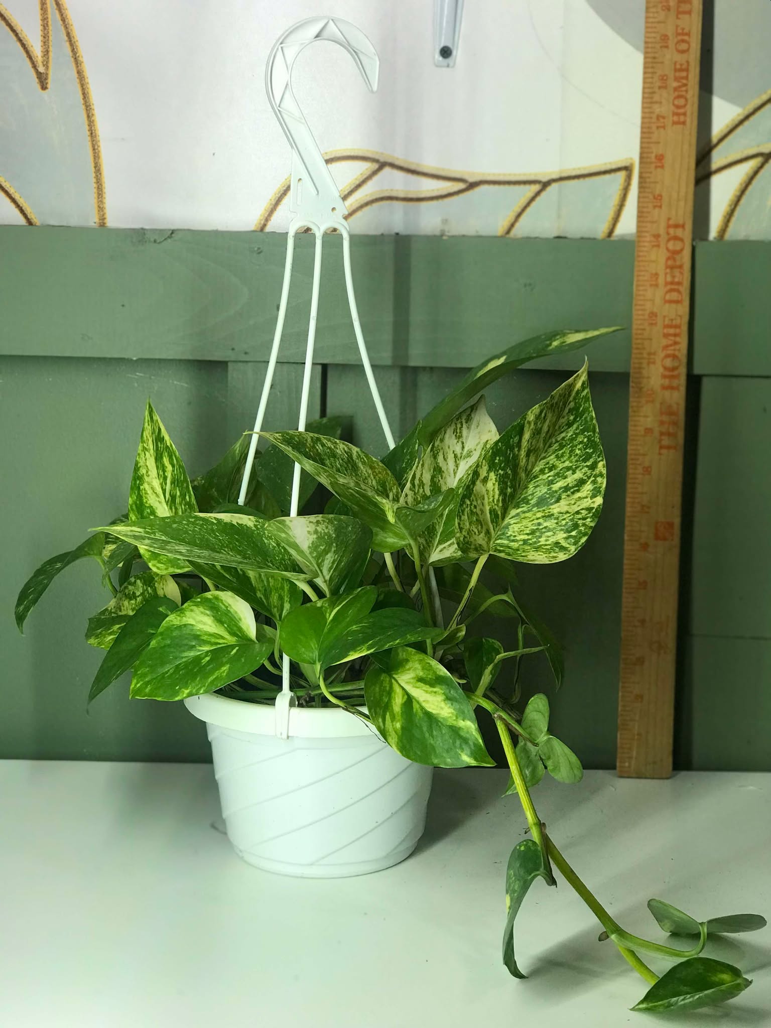home depot pothos plants Pothos Epipremnum aureum 'Golden High Color' – Koze Vibes Plant Shop and Cafe