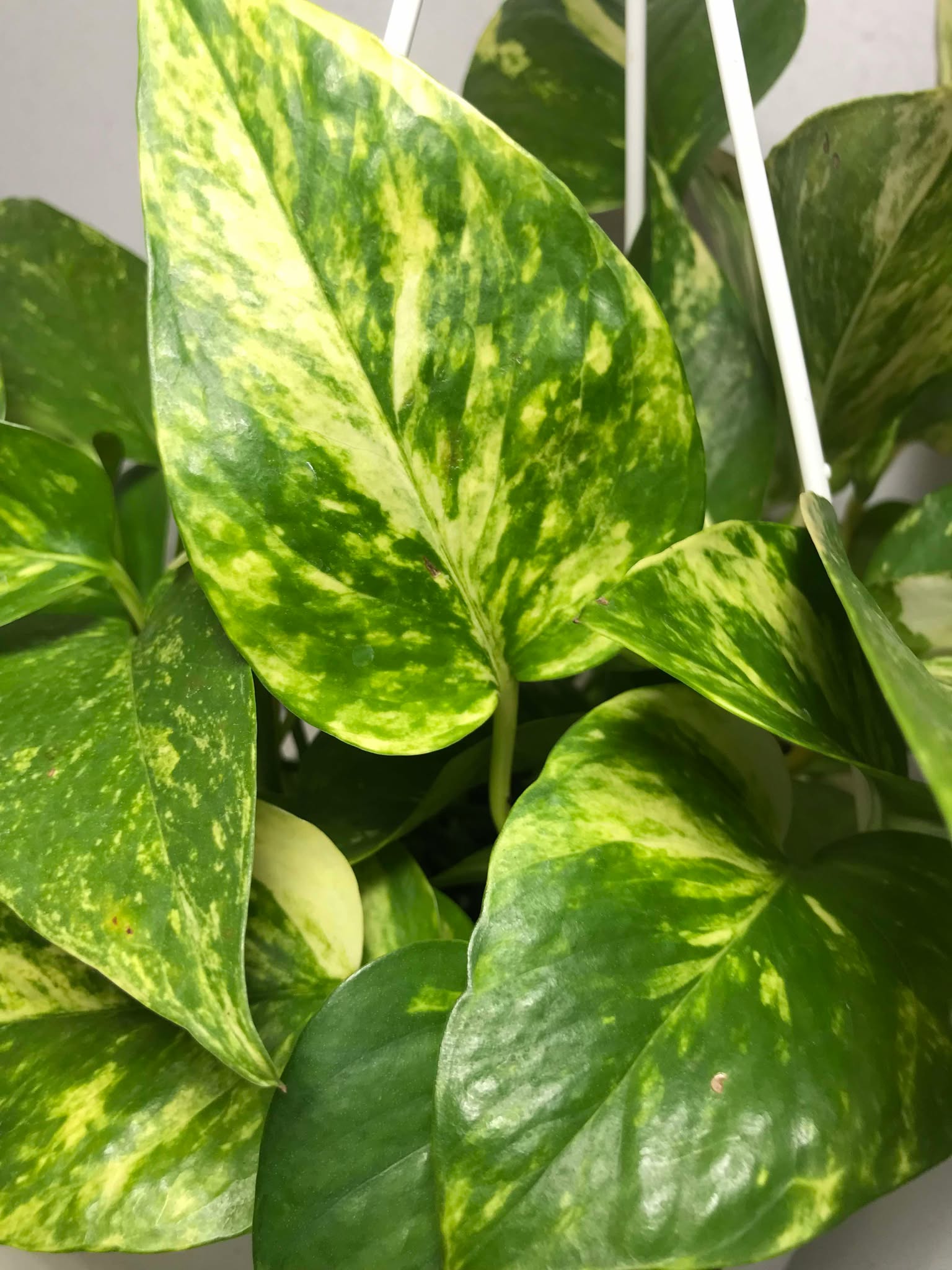 pothos cafe Pothos Epipremnum aureum 'Golden High Color' – Koze Vibes Plant Shop and Cafe