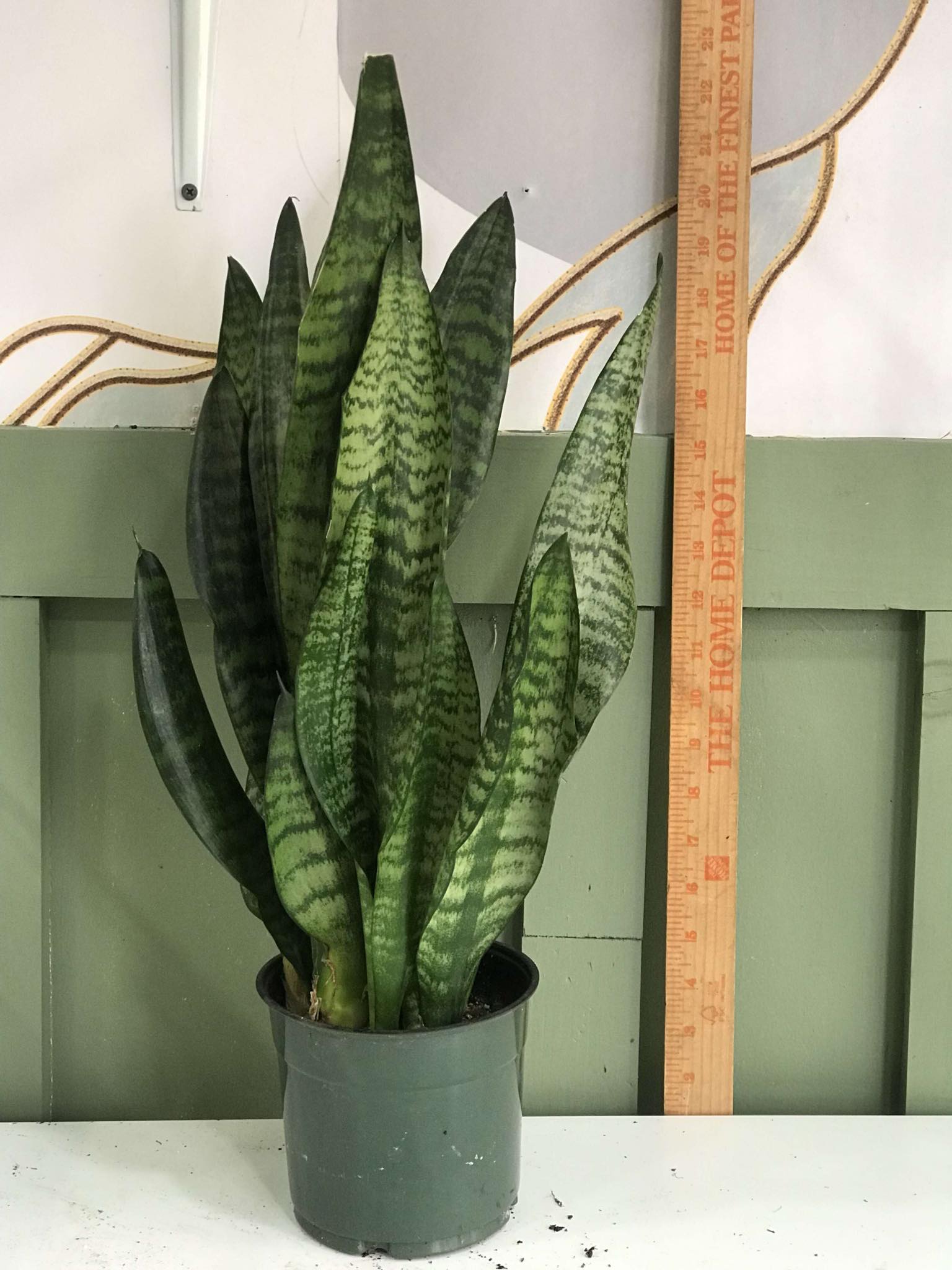 sansevieria trifasciata black coral Sansevieria Trifasciata 'Black Coral' Snake Plant – Koze Vibes Plant Shop and Cafe