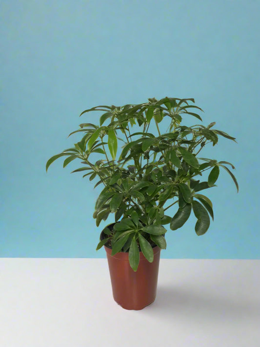 'Dwarf Umbrella Tree' Heptapleurum arboricola