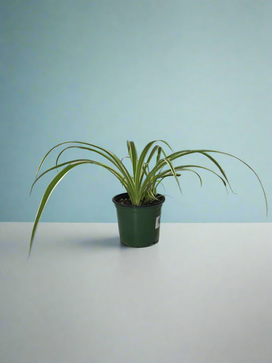 'Spider Plant' Chlorophytum comosum