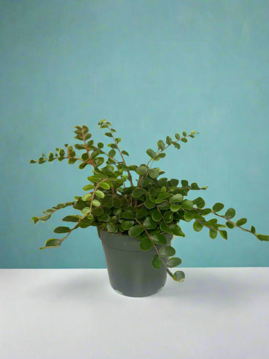 'Button Fern'  Pellaea rotundifolia