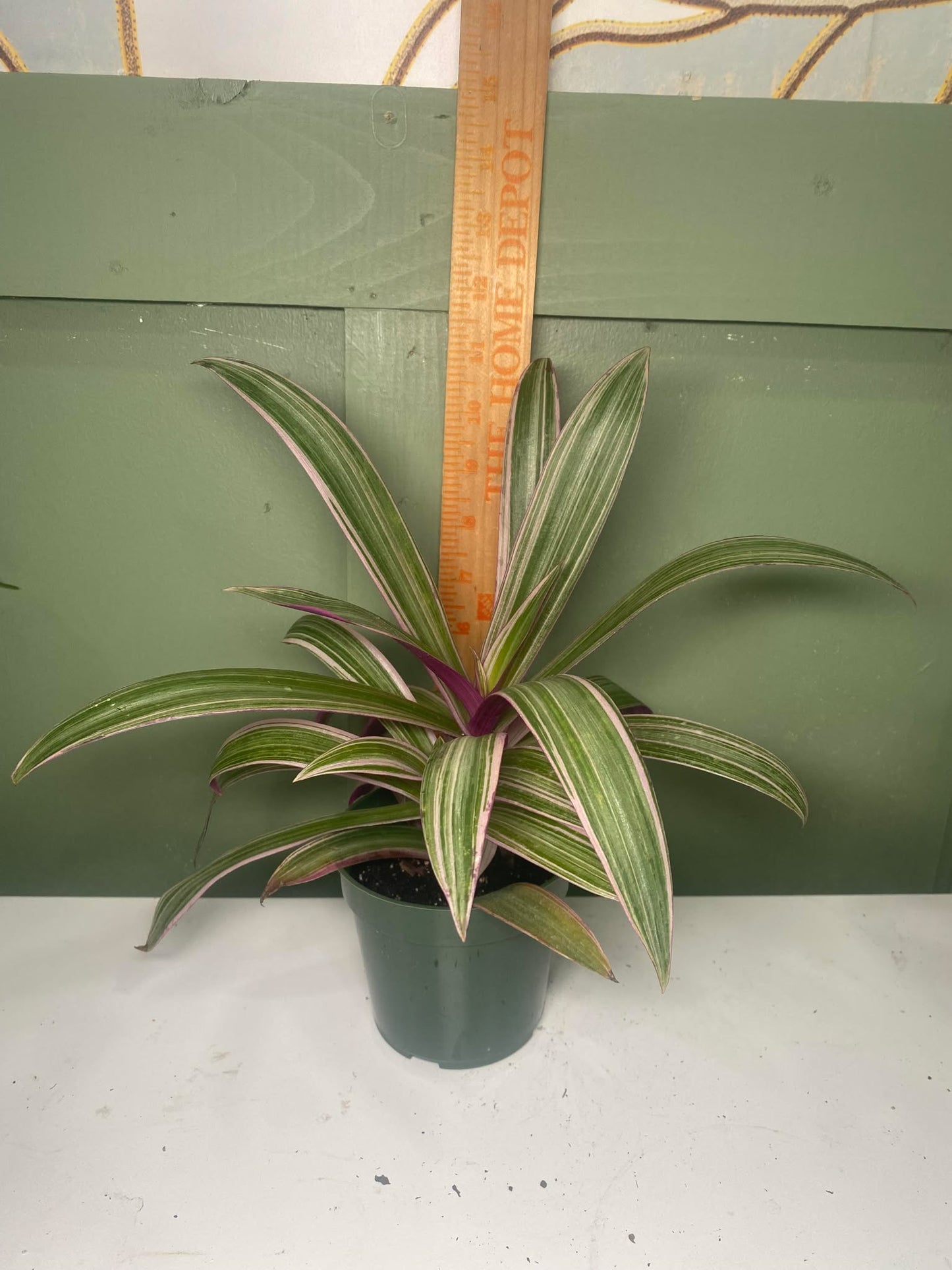 'Rhoeo Rainbow' Tradescantia spathacea