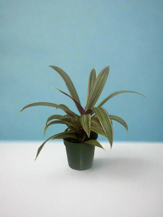 'Rhoeo Rainbow' Tradescantia spathacea