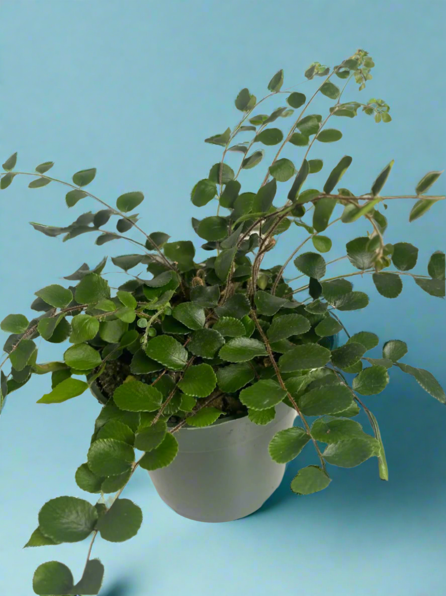 'Button Fern'  Pellaea rotundifolia