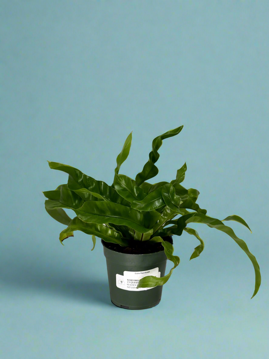 Asplenium antiquum ‘Hurricane’ Fern