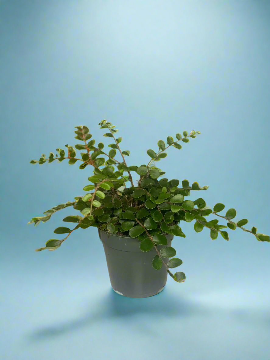 'Button Fern'  Pellaea rotundifolia