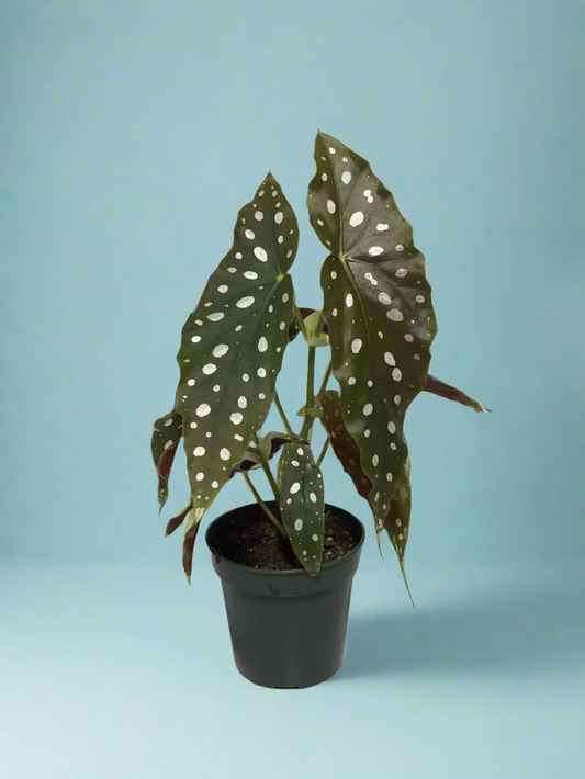 Begonia 'Polka Dot' Maculata