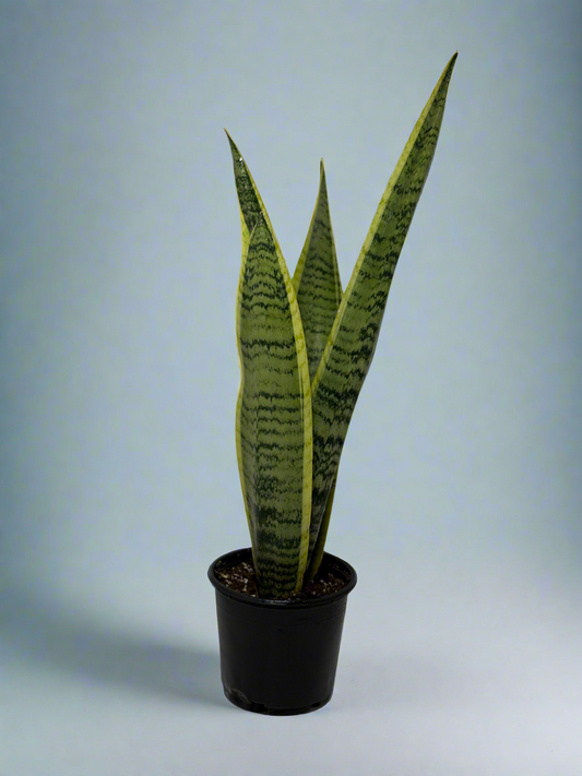 Snake Plant