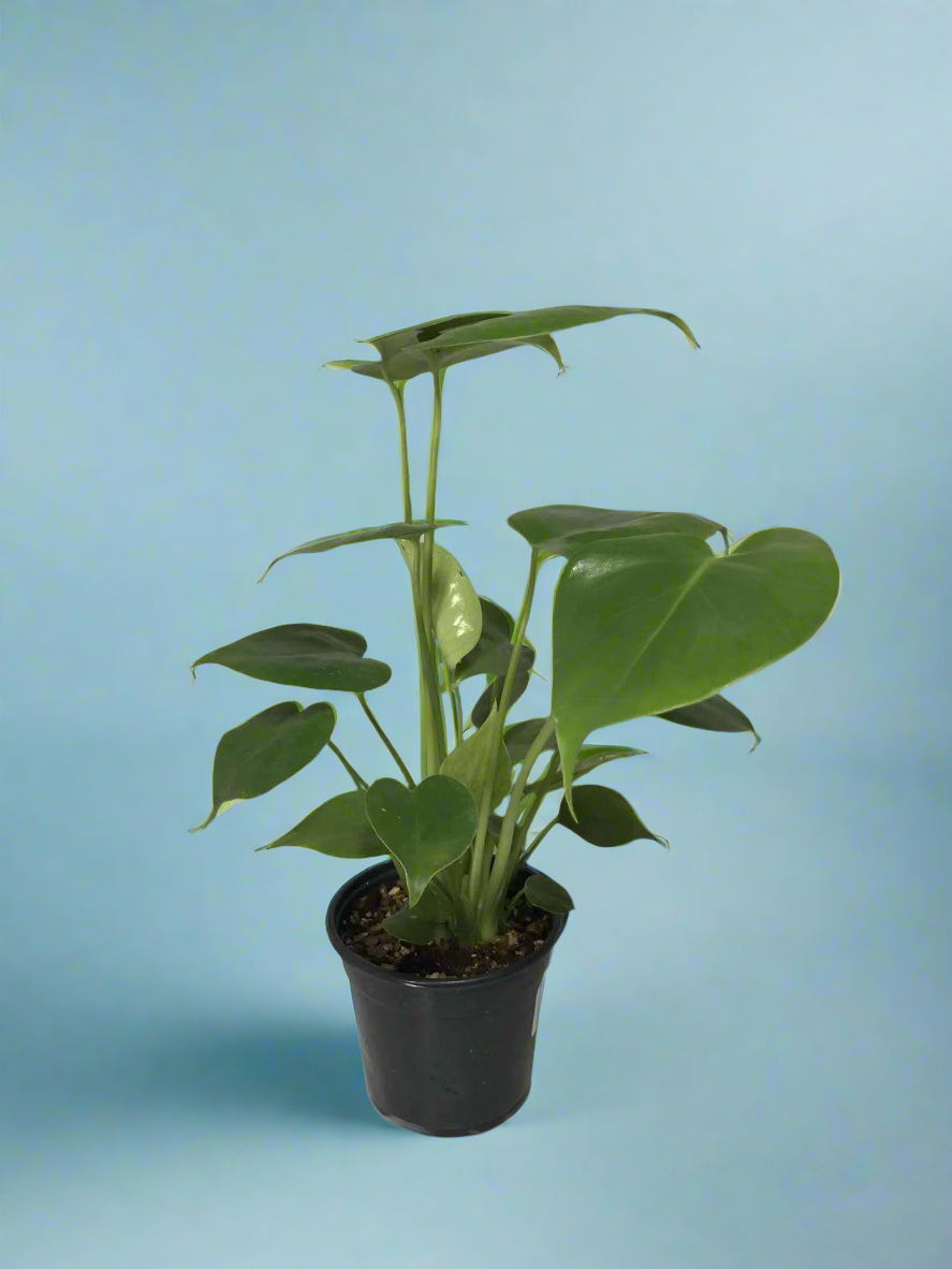 Monstera Deliciosa 4"