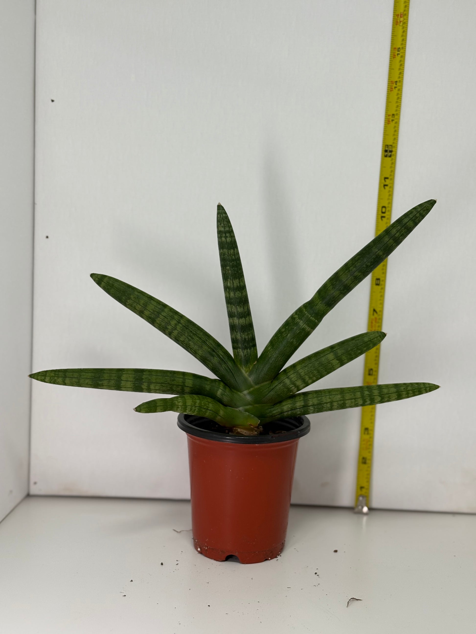 8 pot starfish snake plant Starfish Snake Plant – Koze Vibes Plant Shop and Cafe